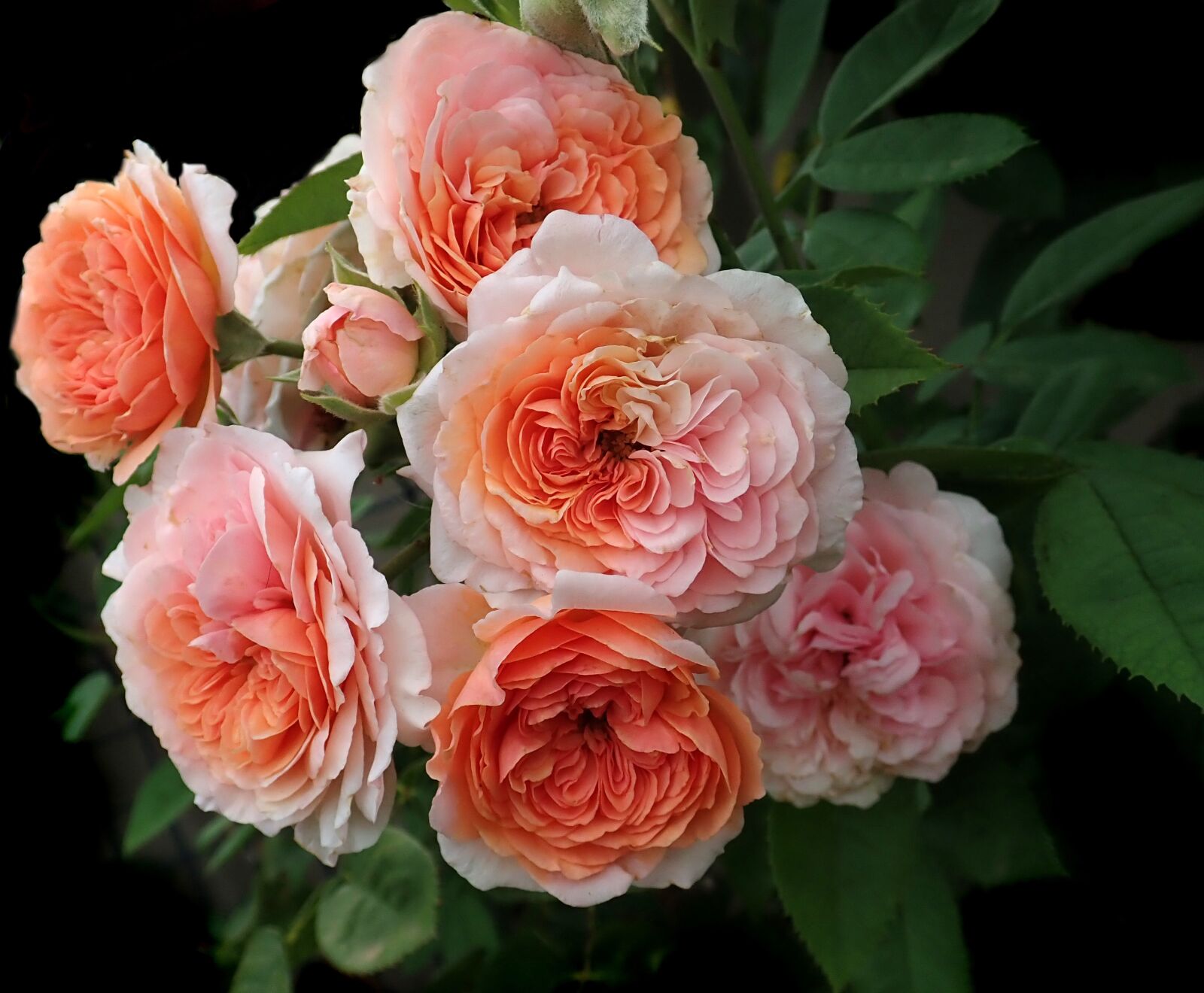Olympus TG-5 sample photo. Roses, flowers, david austin photography