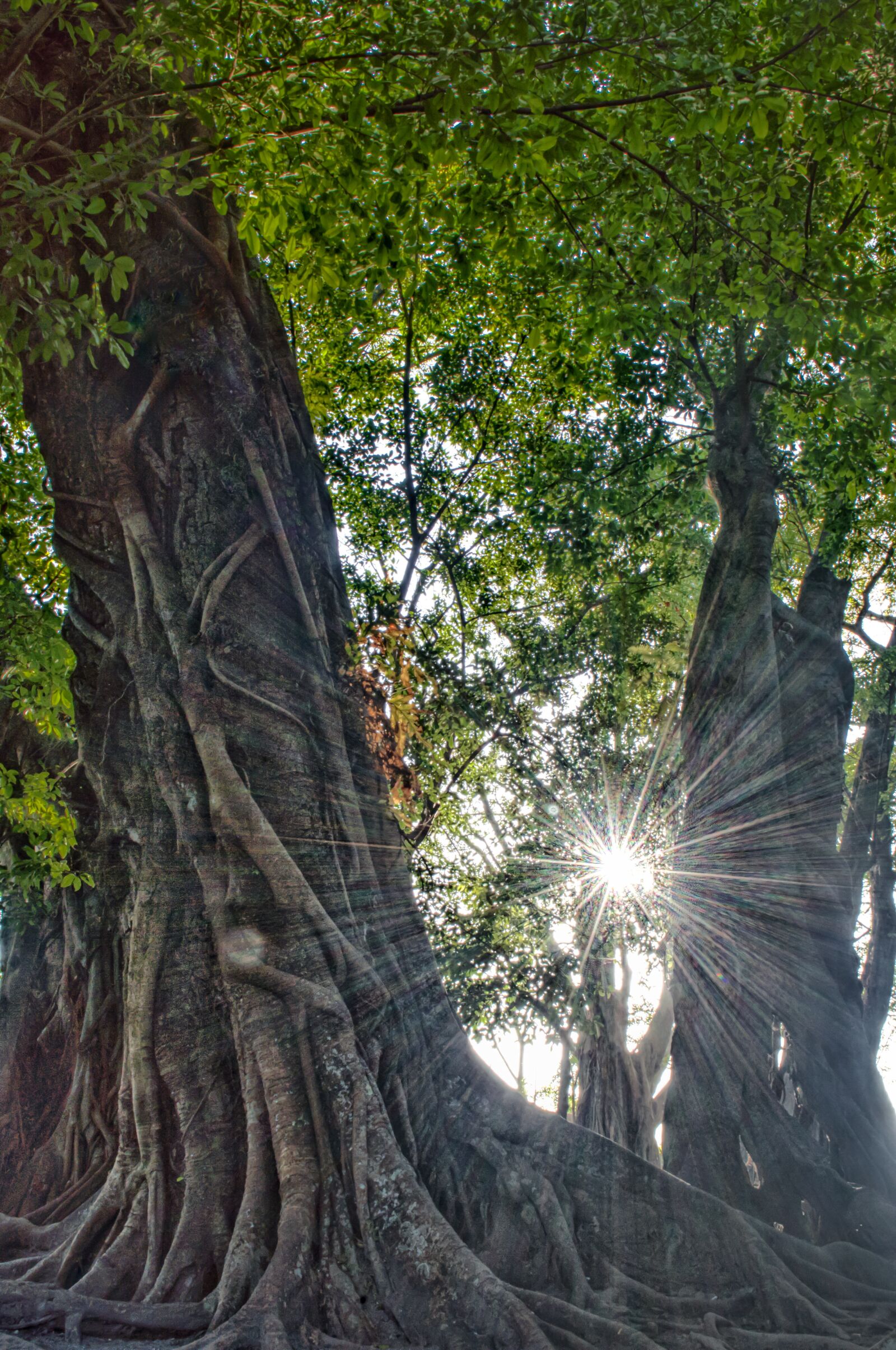 Nikon D3200 sample photo. Nature, tree, green photography