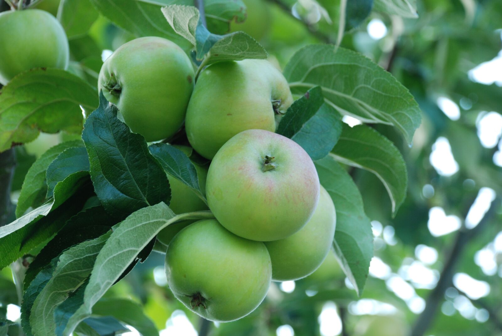 Nikon D80 sample photo. Apple, fruit, kernobstgewaechs photography