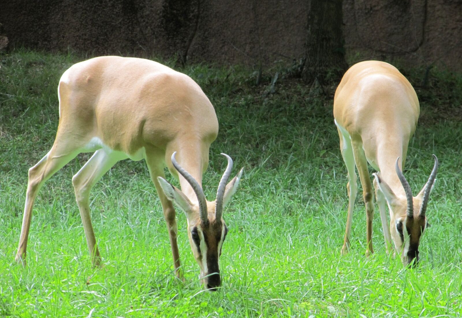 Canon PowerShot SX130 IS sample photo. Gazelles, antelopes, wildlife photography