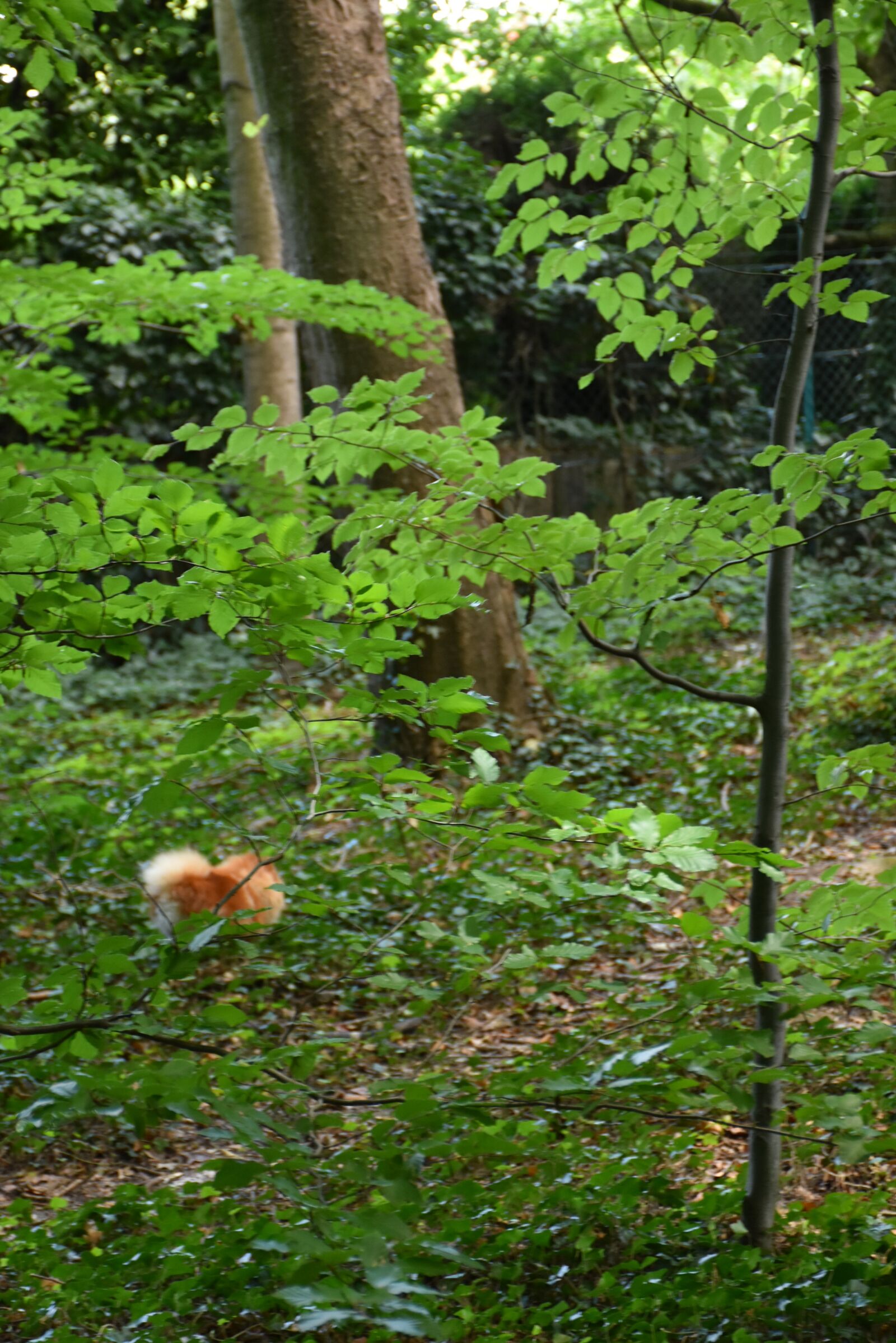 Nikon D7200 sample photo. Nature, green, animal photography