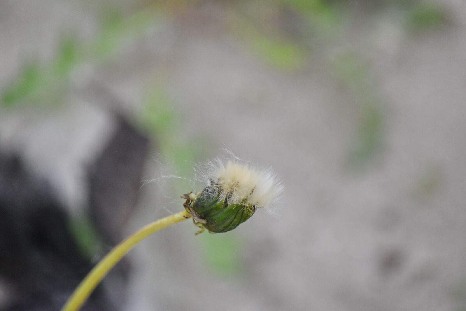 Nikon D5500 sample photo. Blur, dandelion, nature, plant photography