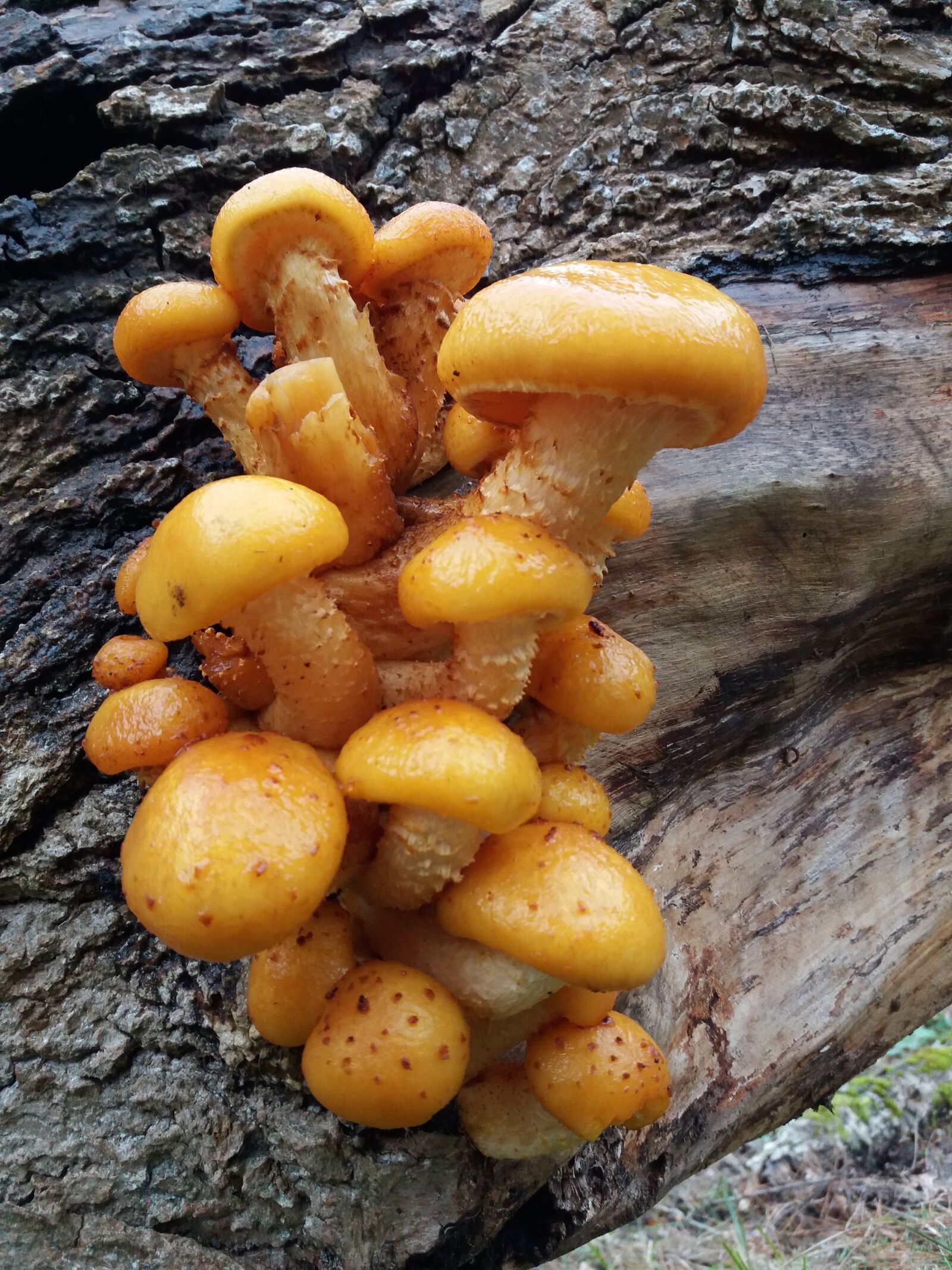 Samsung Galaxy J5(2016) sample photo. Mushrooms, forest, tree trunk photography