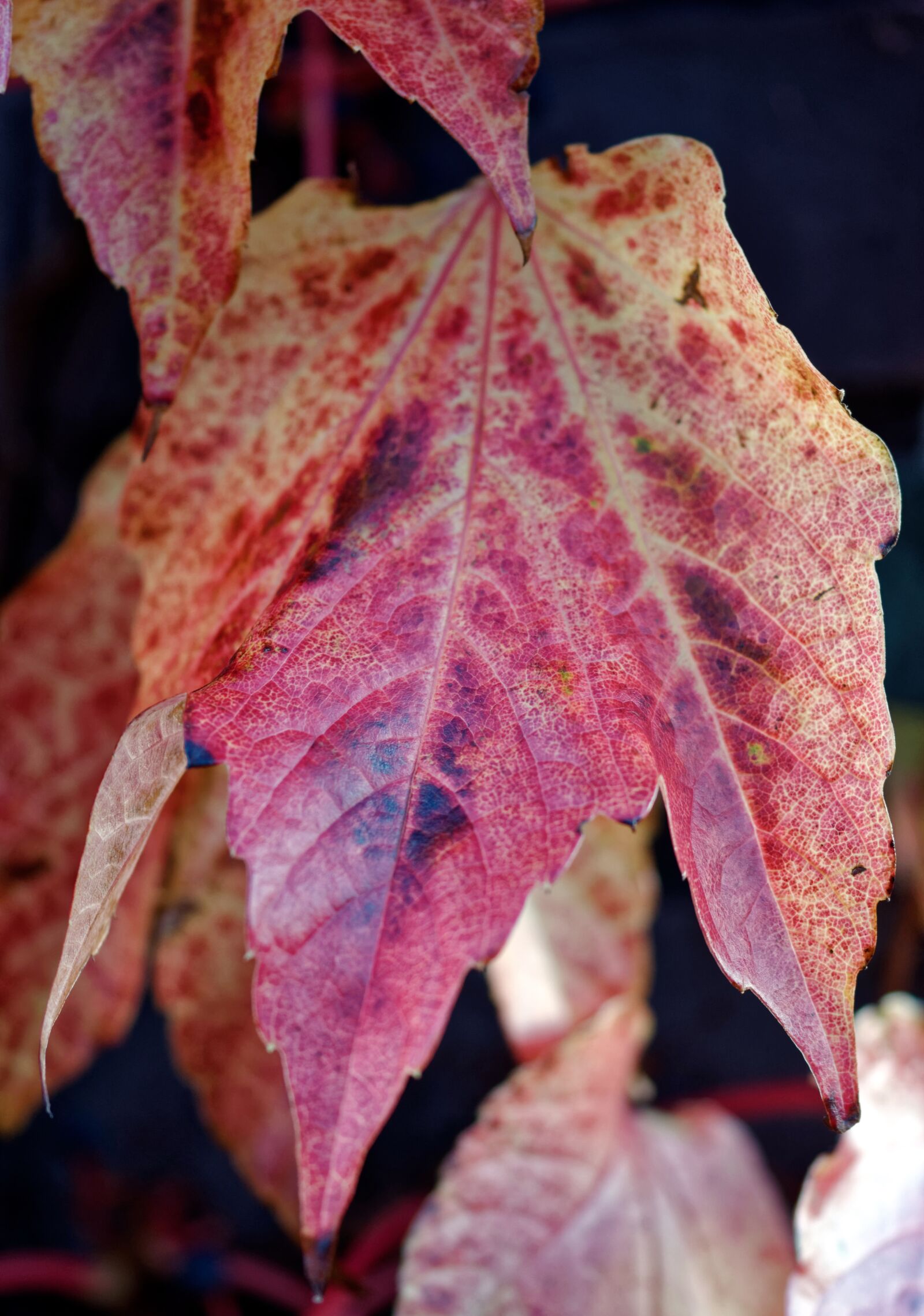 Nikon D5100 sample photo. Leaf, leaves, rust photography