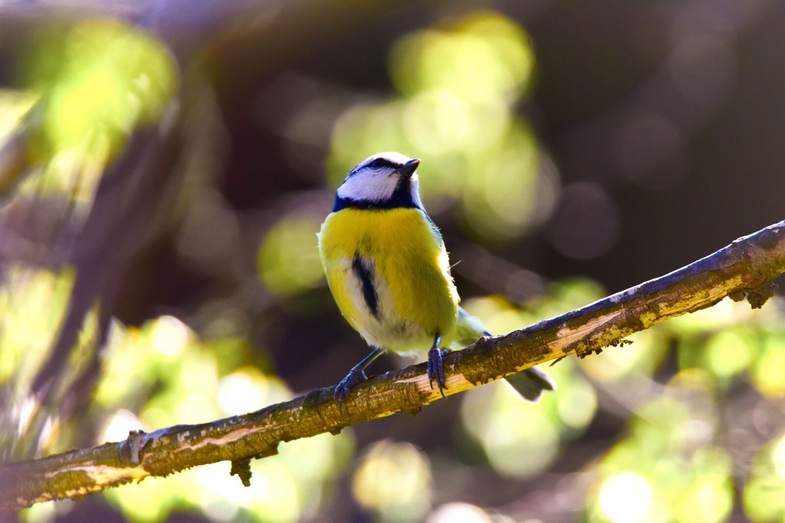 Tamron SP 150-600mm F5-6.3 Di VC USD sample photo. Bird, nature, tit photography