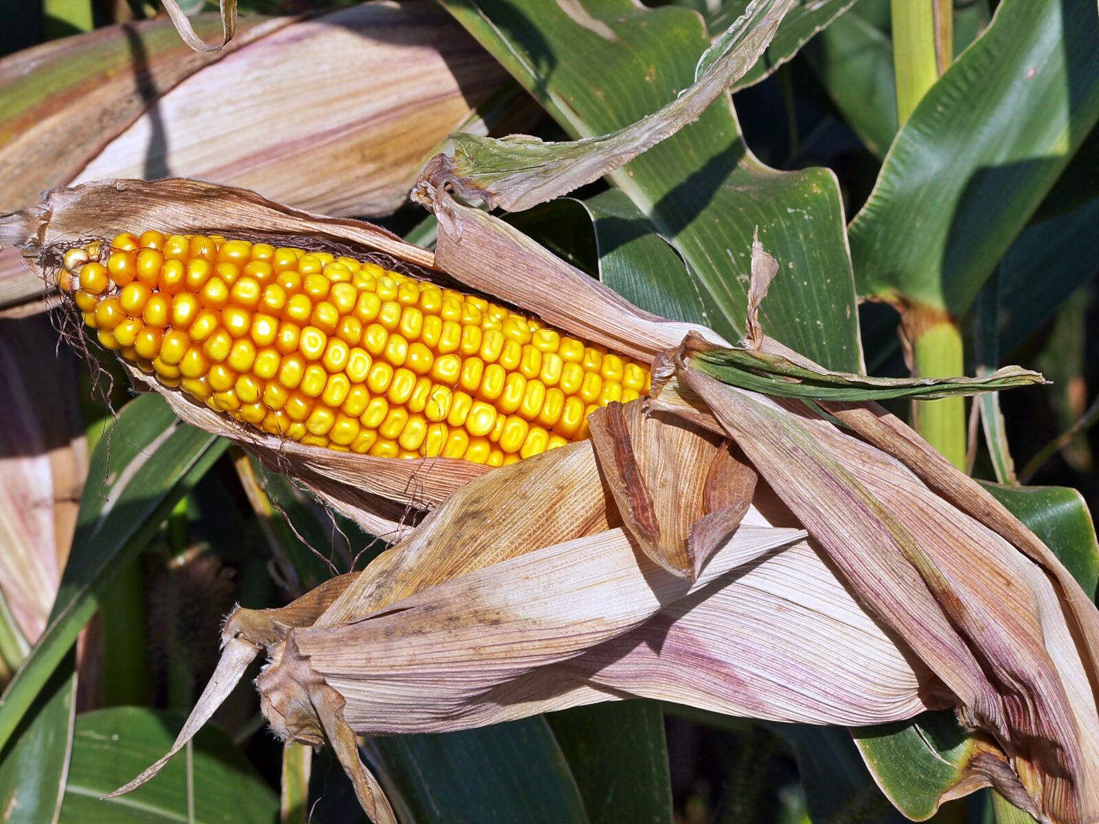 Olympus E-450 (EVOLT E-450) sample photo. Harvest, corn, agriculture photography