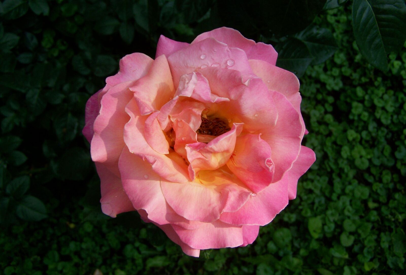 Kodak EASYSHARE ZD710 ZOOM DIGITAL CAMERA sample photo. Rose, pink, garden photography
