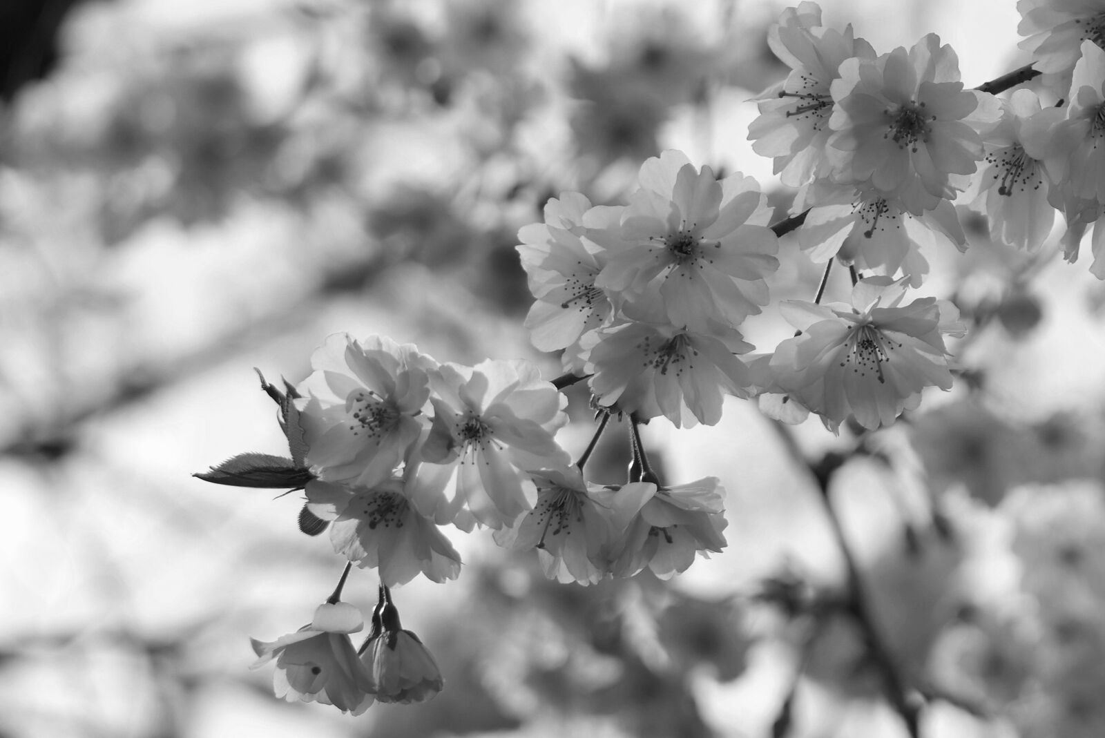Samsung NX300M sample photo. Blossom, bloom, bud photography
