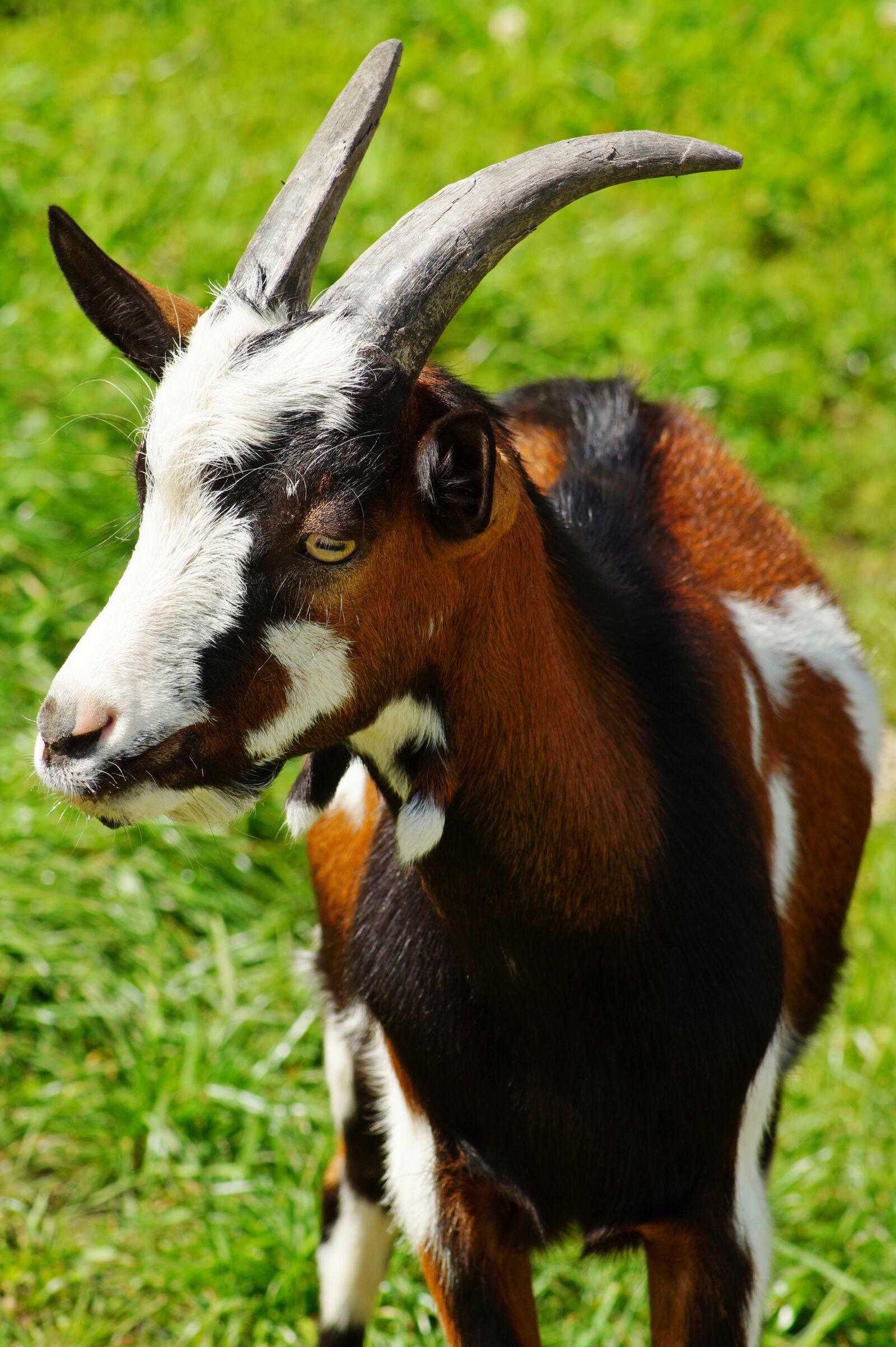 Sony SLT-A58 sample photo. Goat, green, grass photography