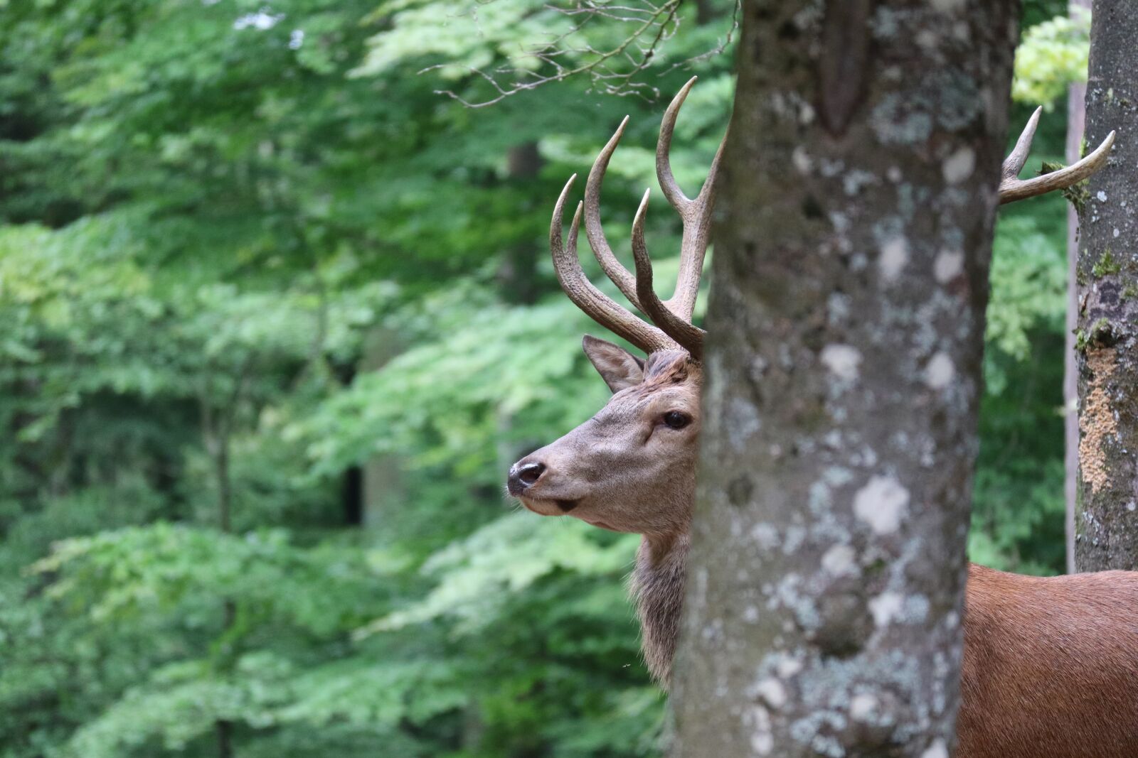 Canon EOS M3 sample photo. Hirsch, wild, close up photography
