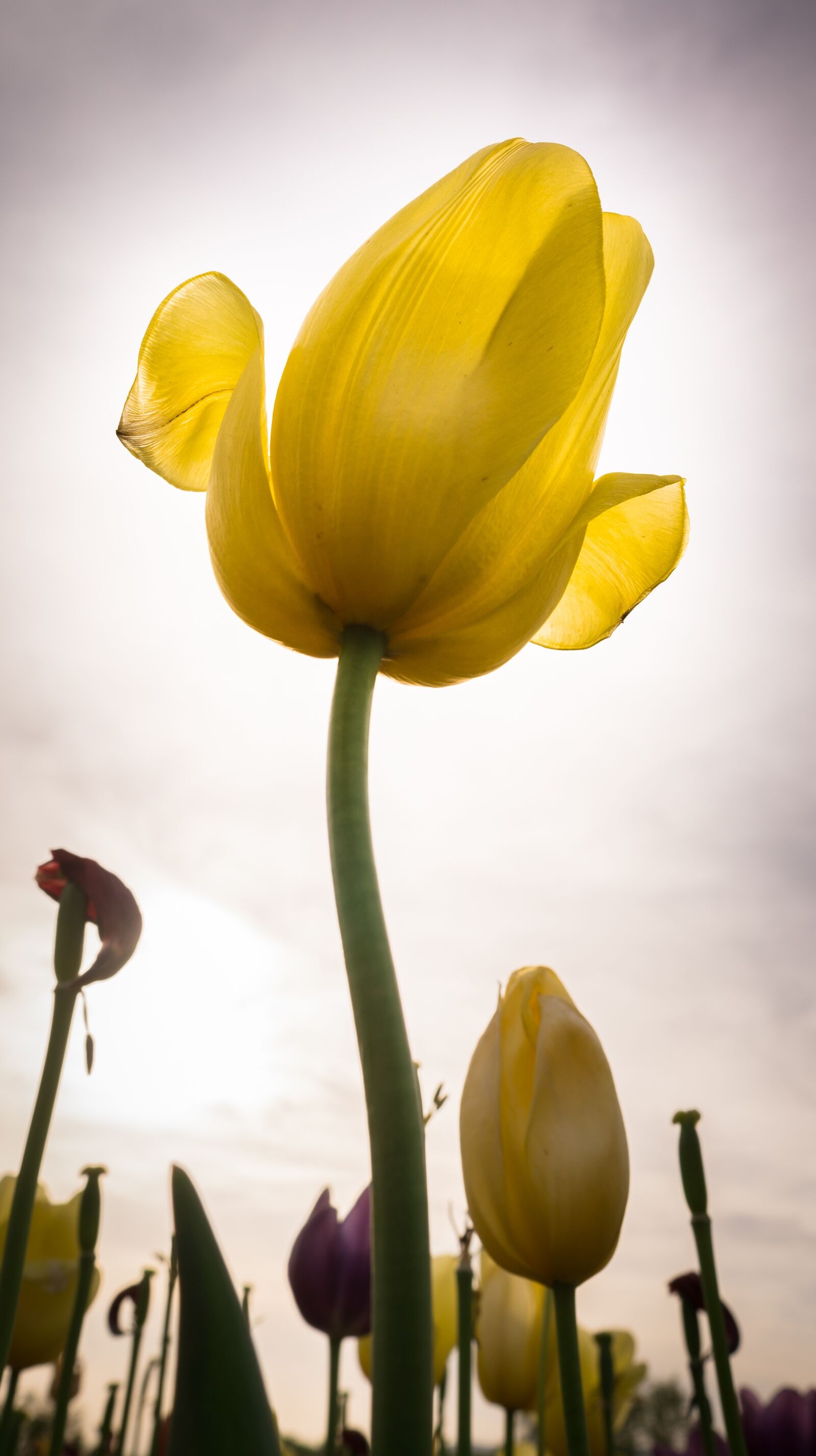 Sony Alpha NEX-5N sample photo. Flowers, tulip, nature photography