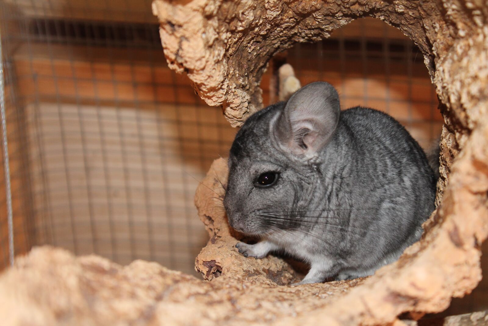 Canon EOS 1100D (EOS Rebel T3 / EOS Kiss X50) sample photo. Chinchilla, grey, pet photography