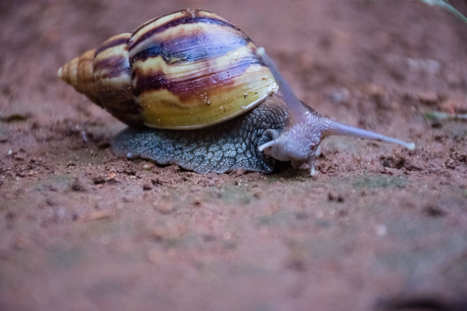 Nikon D7200 sample photo. Snail, exoskeleton, gastropod photography