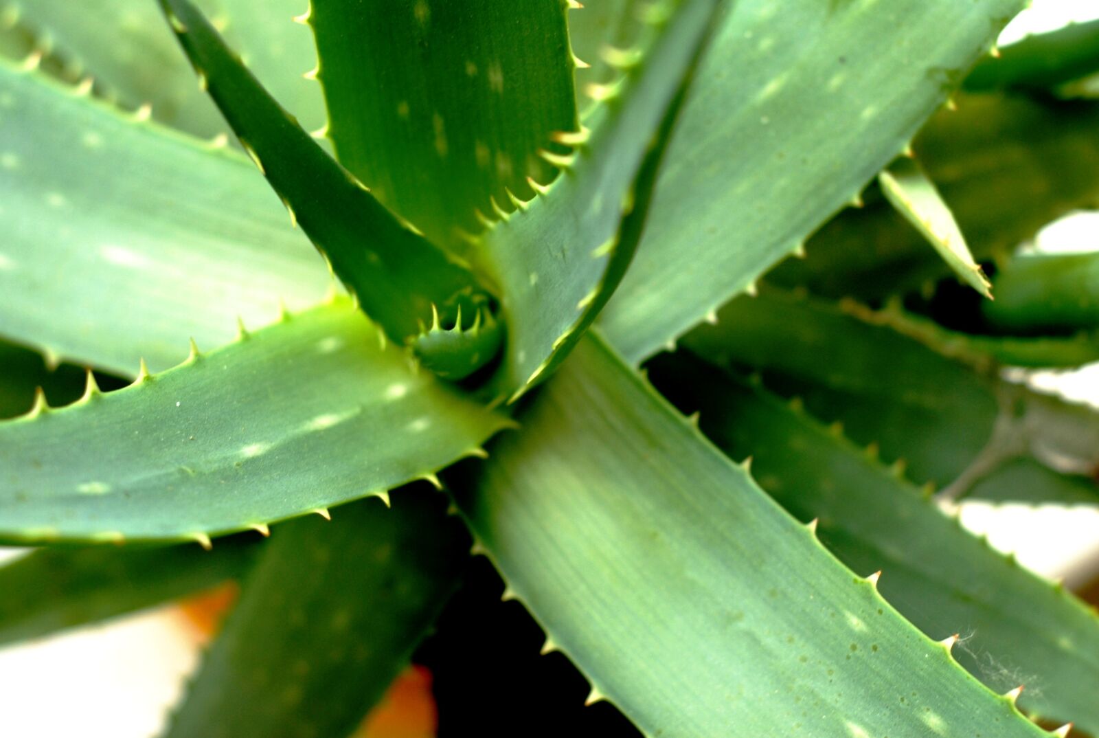 Nikon D200 sample photo. Aloe vera, spines, healing photography