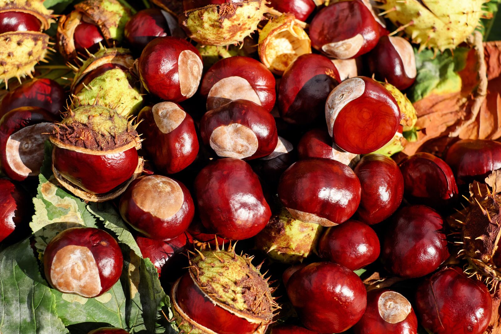 Fujifilm X-T10 + Fujifilm XF 35mm F1.4 R sample photo. Chestnut, buckeye, fruits photography