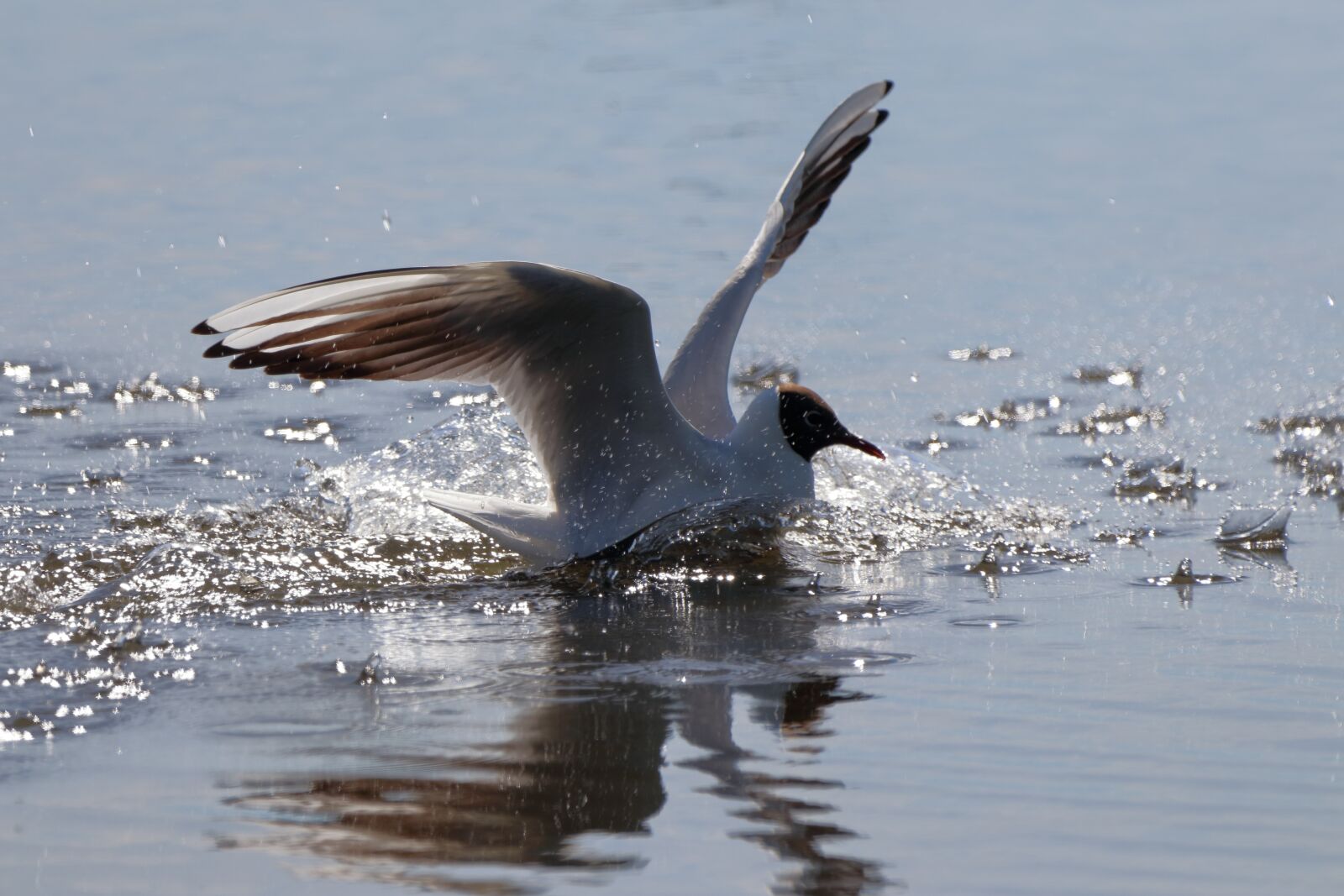 150-600mm F5-6.3 DG OS HSM | Contemporary 015 sample photo. Bird, nature, animal photography