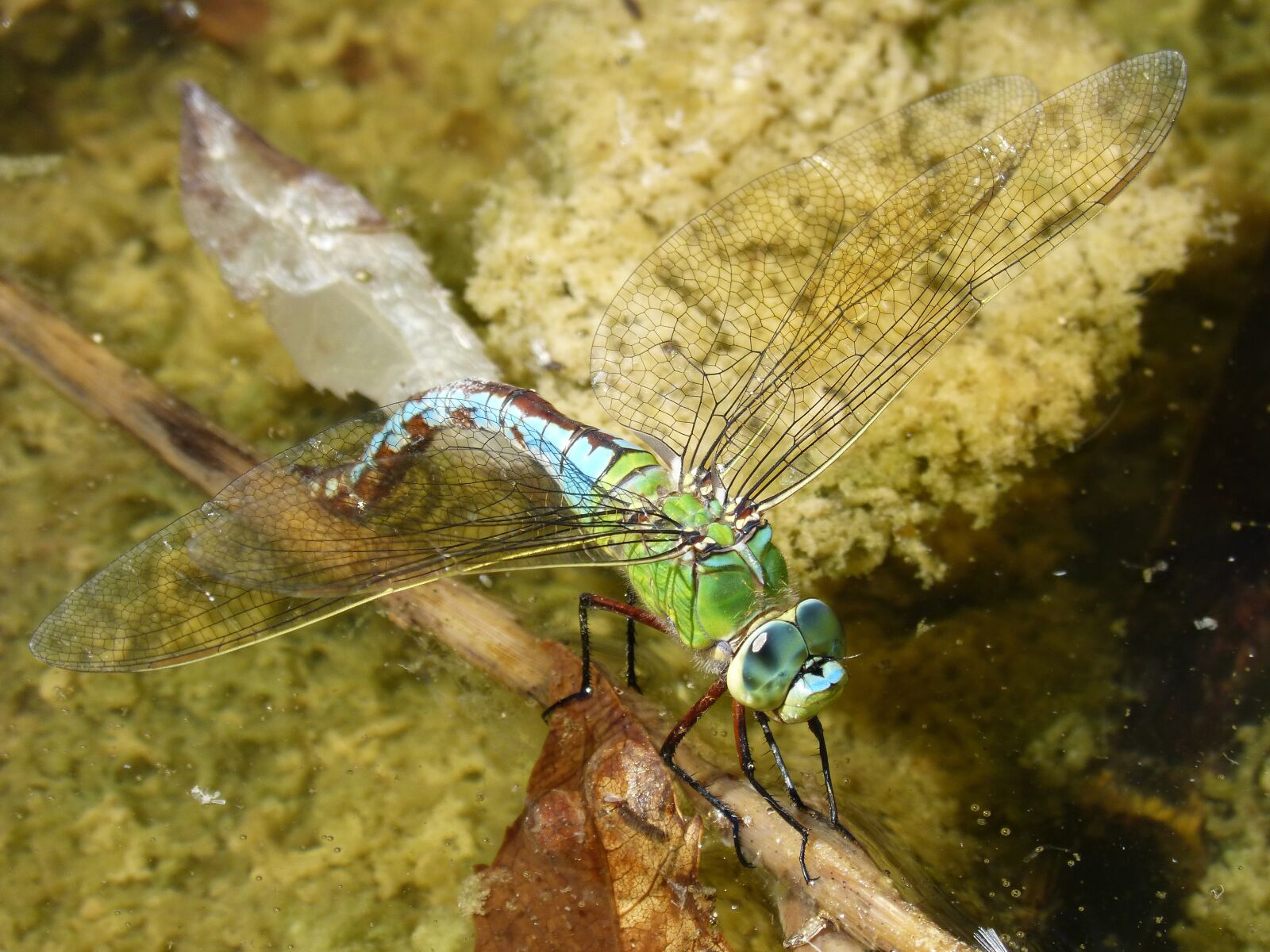 Panasonic DMC-FZ62 sample photo. Dragonfly, aeshna cyanea, wet photography
