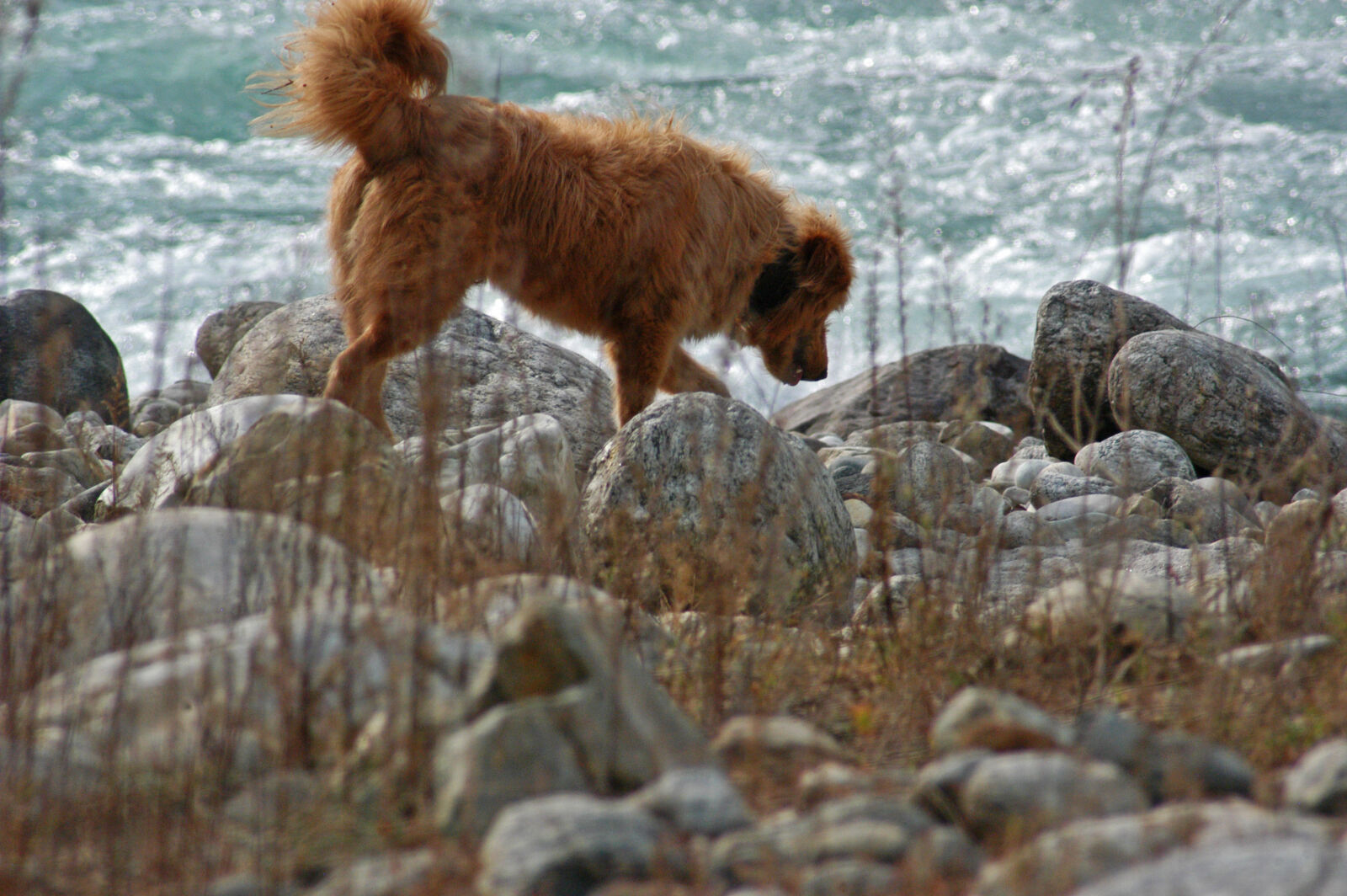 Nikon D100 sample photo. Animal, animal, photography, autumn photography