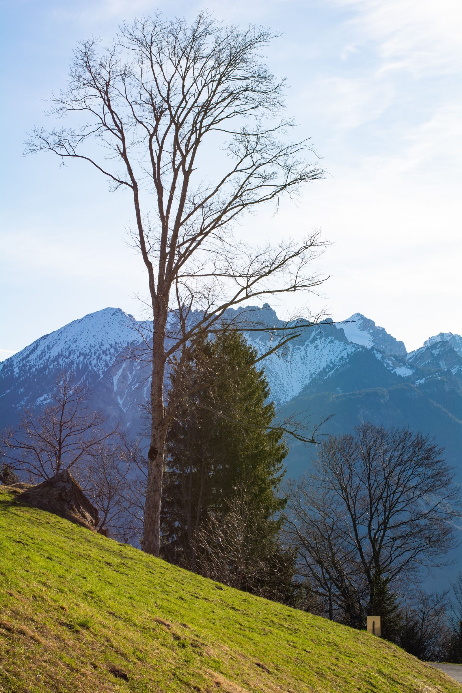 Nikon D7100 sample photo. Tree, nature, landscape photography
