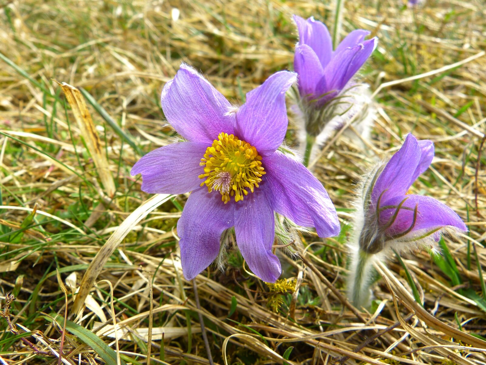 Panasonic Lumix DMC-FZ150 sample photo. Pasque flower, common pasque photography