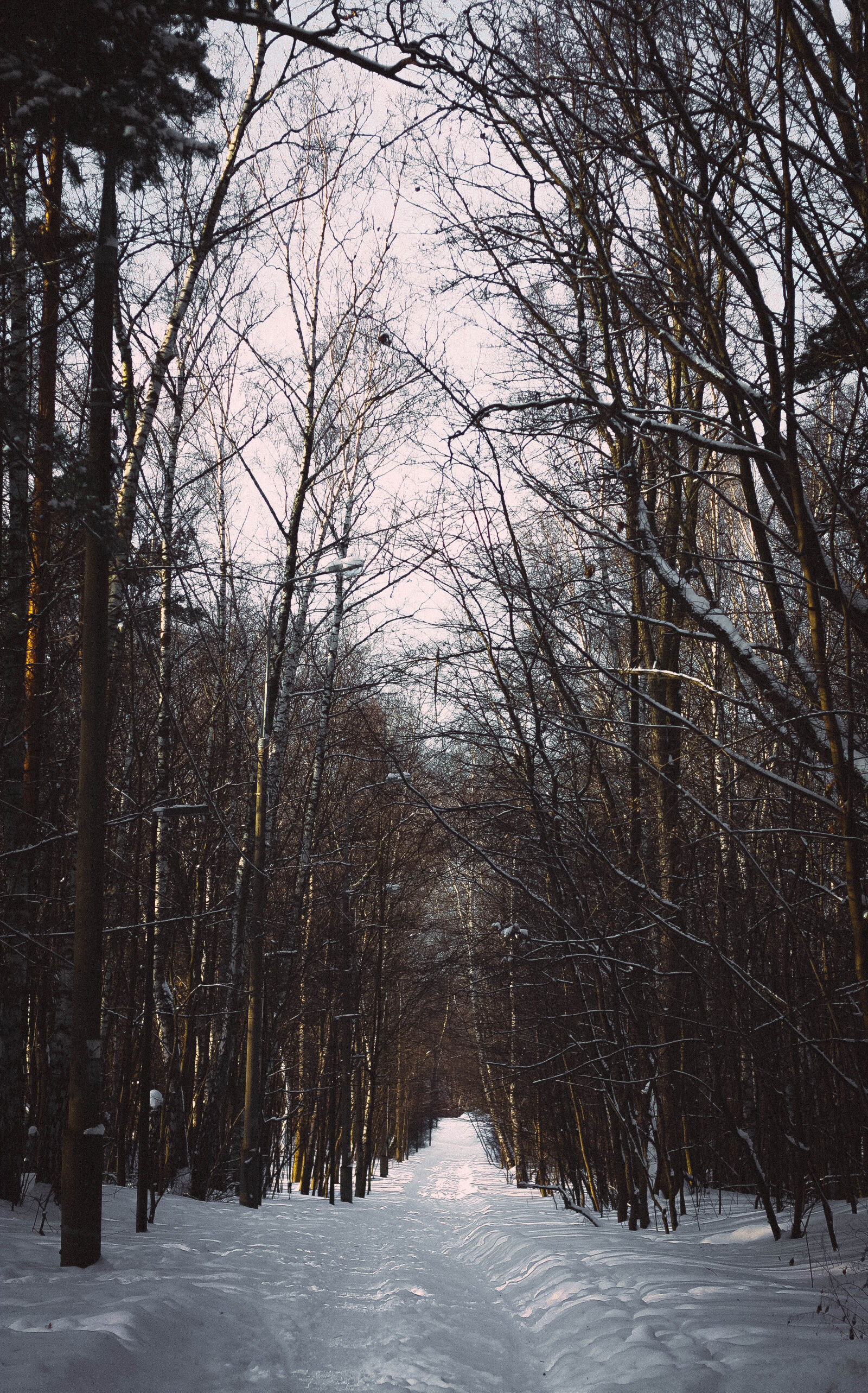 Canon EOS 450D (EOS Rebel XSi / EOS Kiss X2) sample photo. Forest, road, tree, winter photography