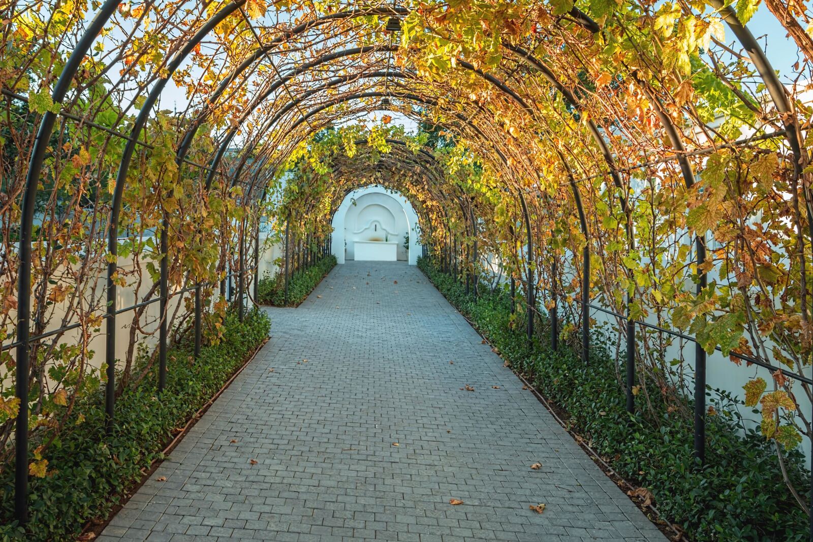 Canon EOS 70D sample photo. Architecture, grapes, arch, structure photography
