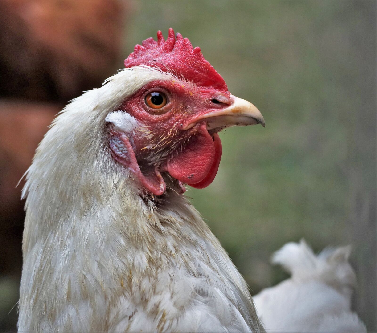 Canon EF-M 55-200mm F4.5-6.3 IS STM sample photo. Animal, bird, poultry photography