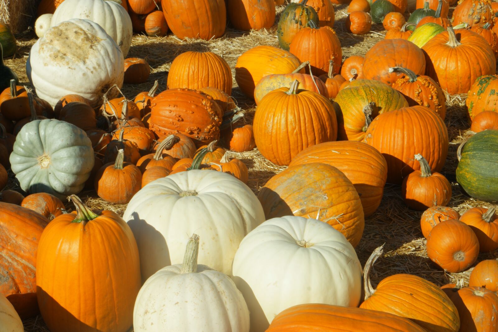 Samsung NX1 sample photo. Pumpkins, pumpkin patch, halloween photography