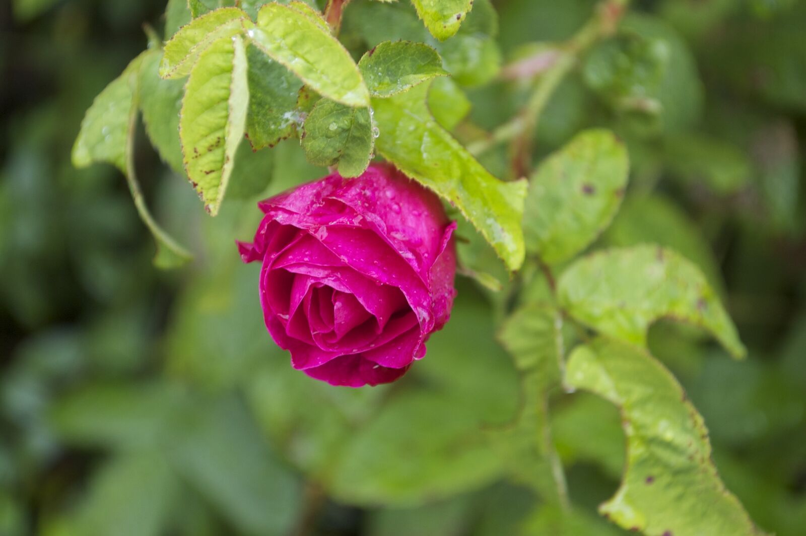Nikon D50 sample photo. Red, rose, dewdrops photography