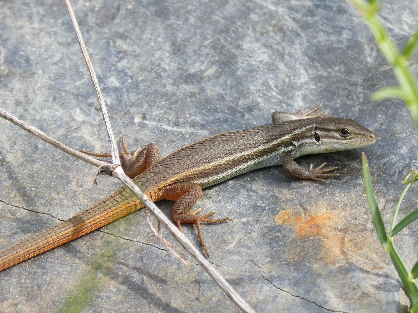 Panasonic DMC-FZ62 sample photo. Lizard, sargantana, reptile photography