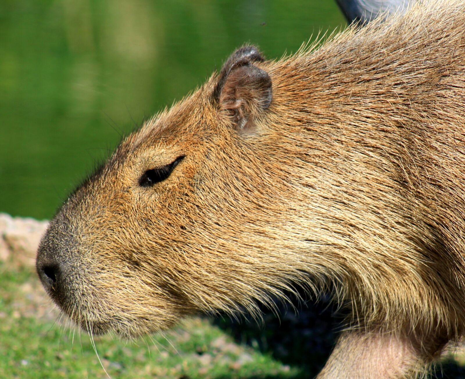 Canon EF 75-300mm f/4-5.6 sample photo. Capybara, rodent, zoo photography