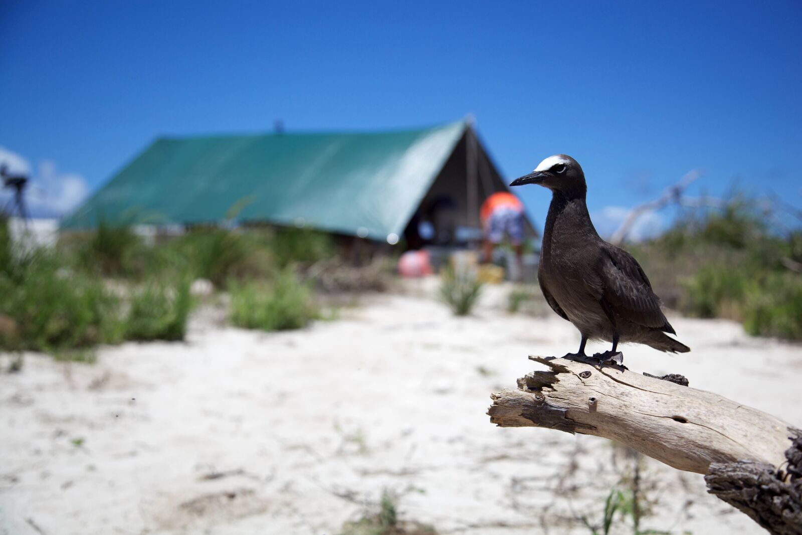 Canon EOS 5D Mark II sample photo. Brown, noddy, bird, animal photography