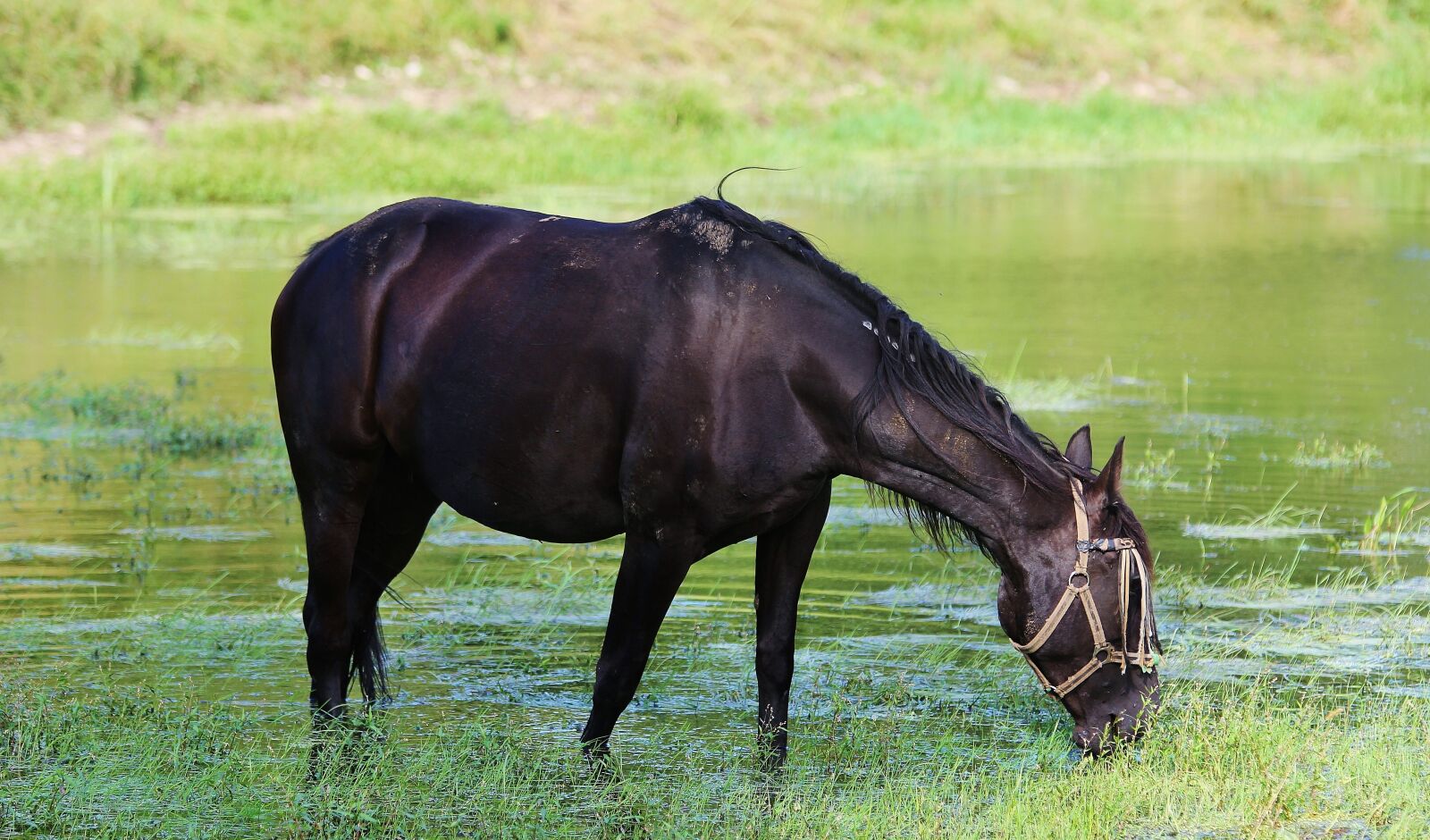 Canon EOS 60D sample photo. Horse, mare, ride photography