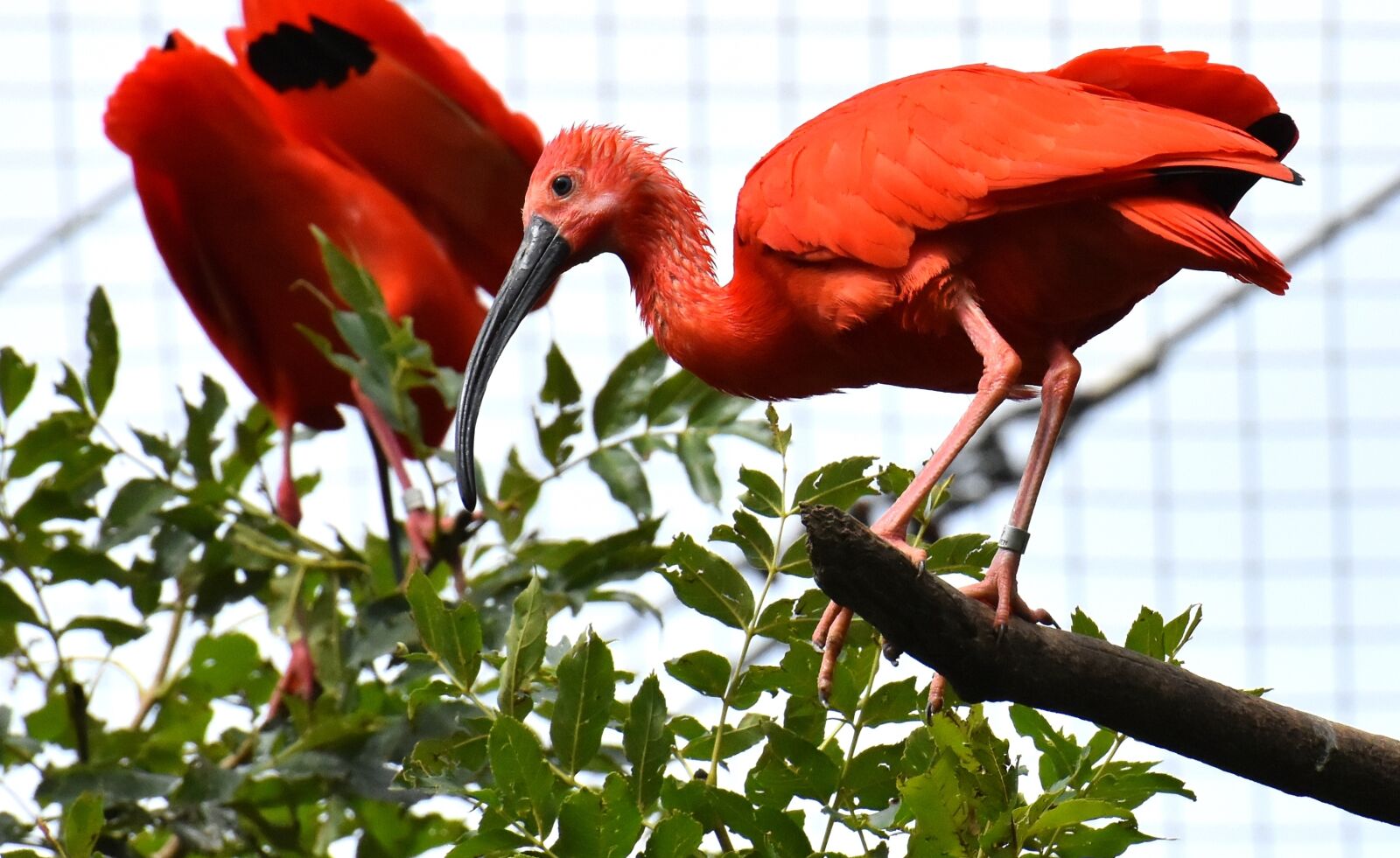 Nikon D7200 sample photo. Ibis, eudocimus ruber, scarlet photography