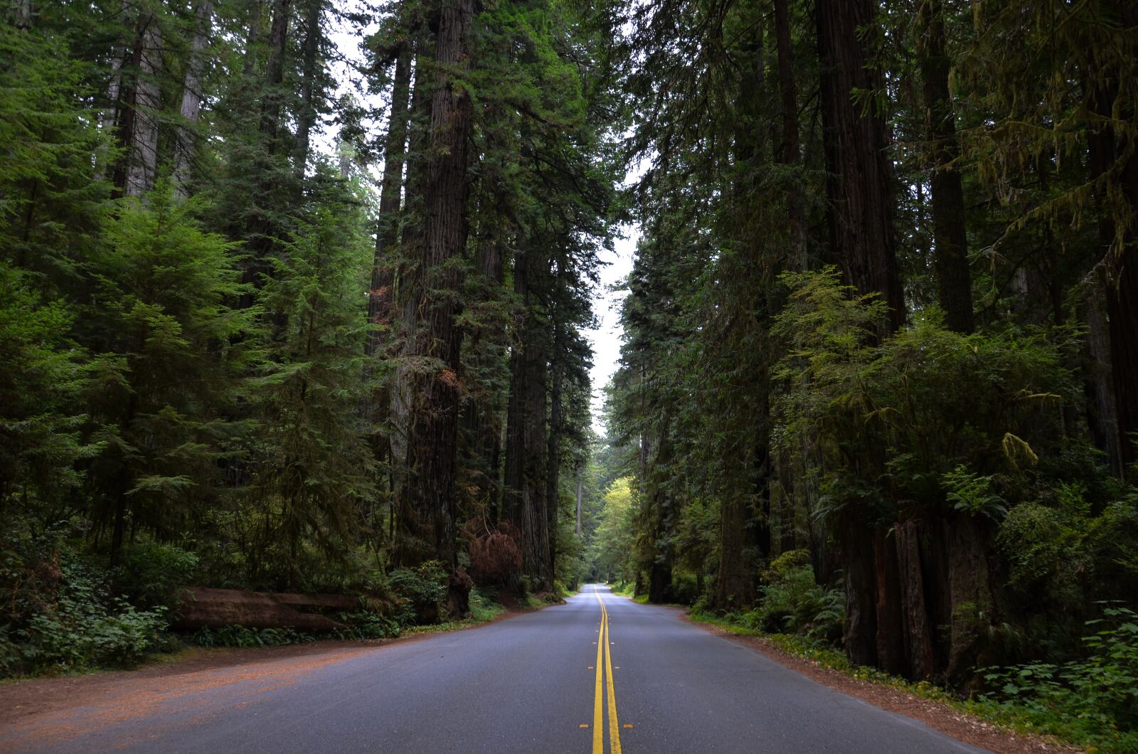 Nikon D5100 sample photo. Usa, america, california photography