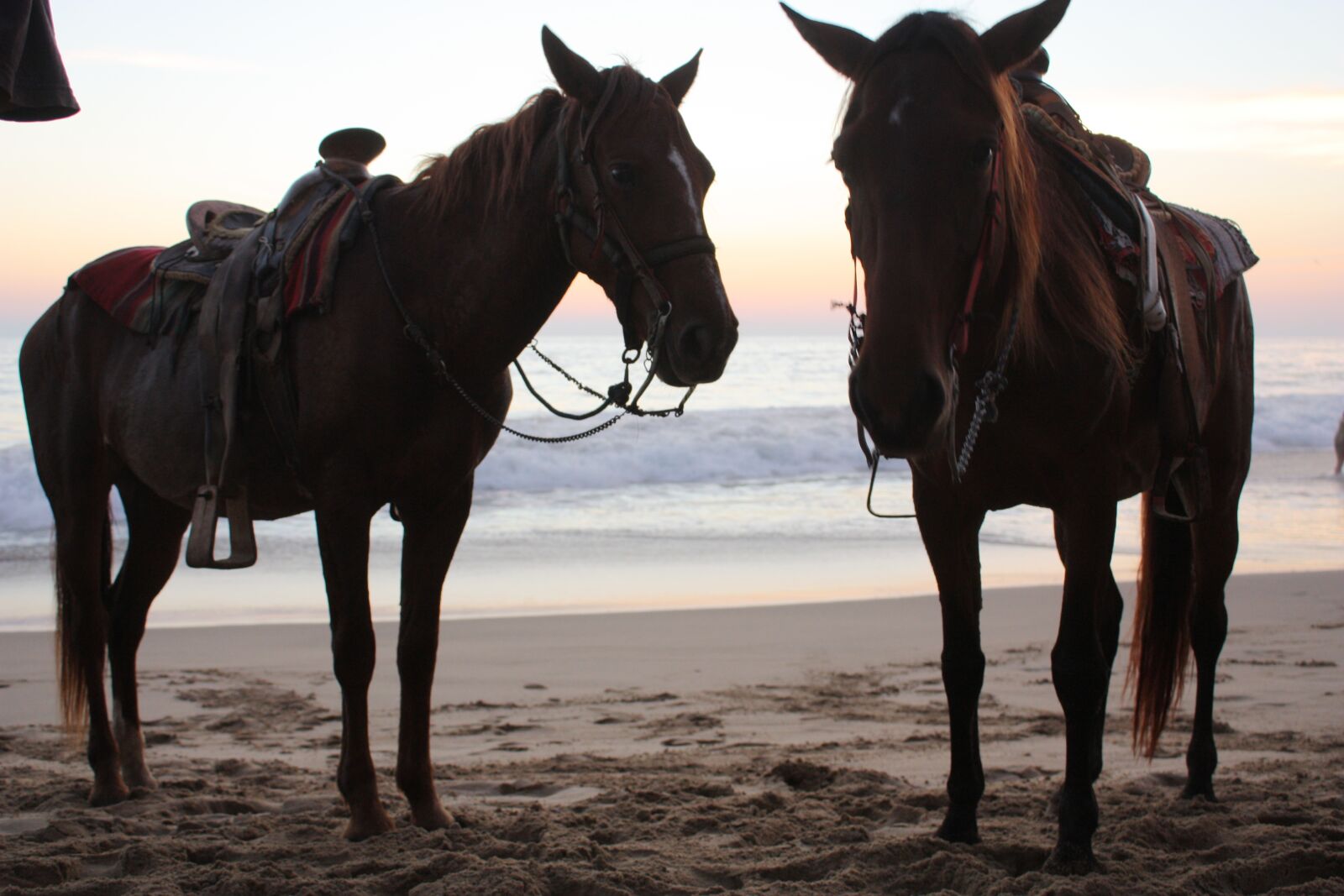 Canon EOS 450D (EOS Rebel XSi / EOS Kiss X2) sample photo. Horses, sea, sun photography