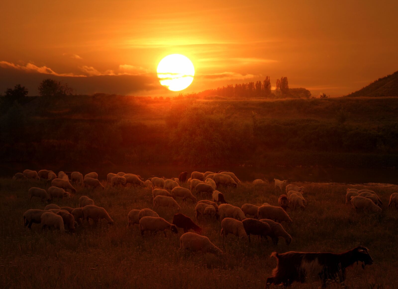 Canon EOS 700D (EOS Rebel T5i / EOS Kiss X7i) sample photo. The flock, sheep, sunset photography