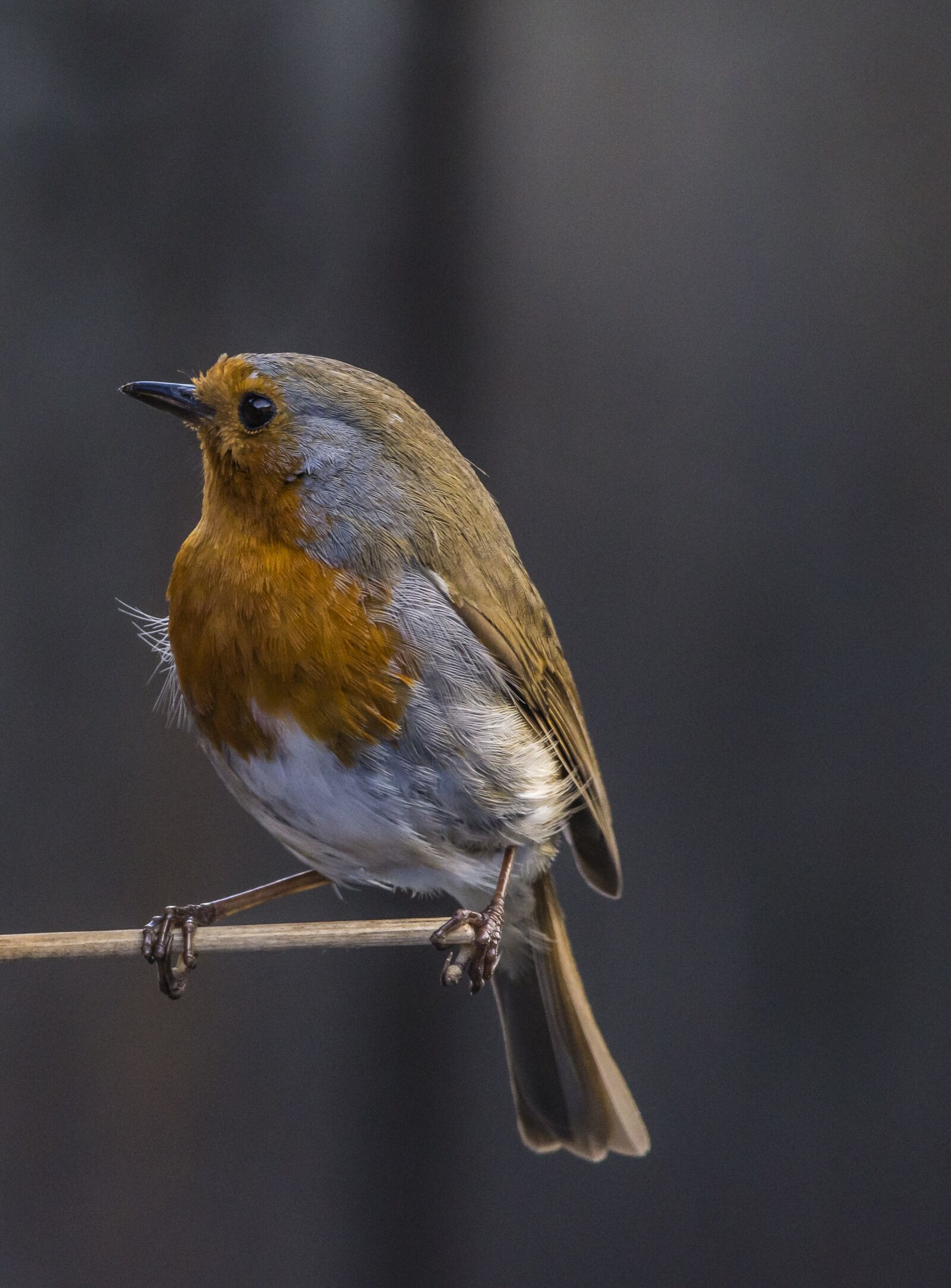 Nikon D7200 sample photo. Bird, robin, wildlife photography