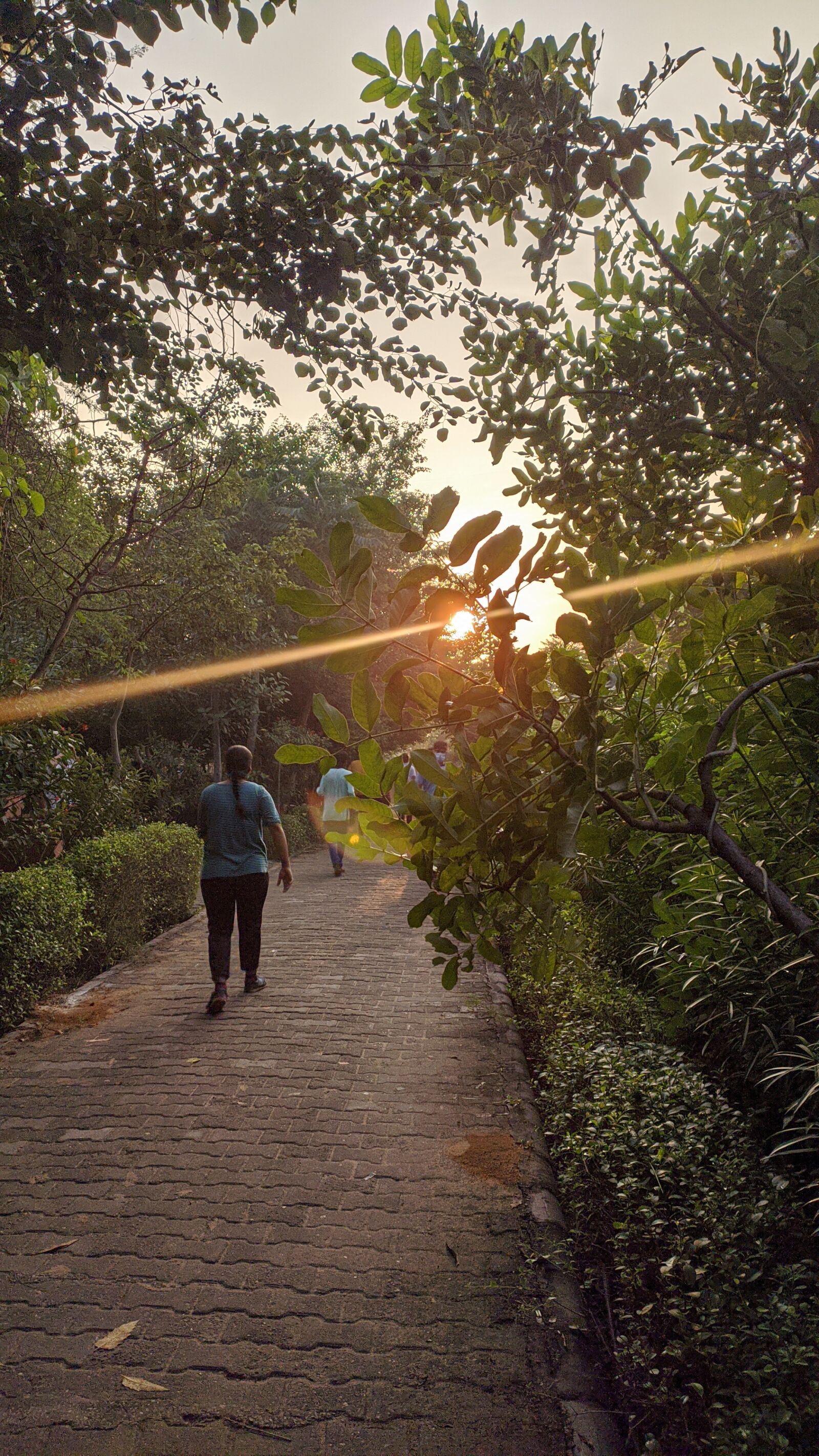 Xiaomi Redmi Note 8 sample photo. Sunrise, morning walk, green photography