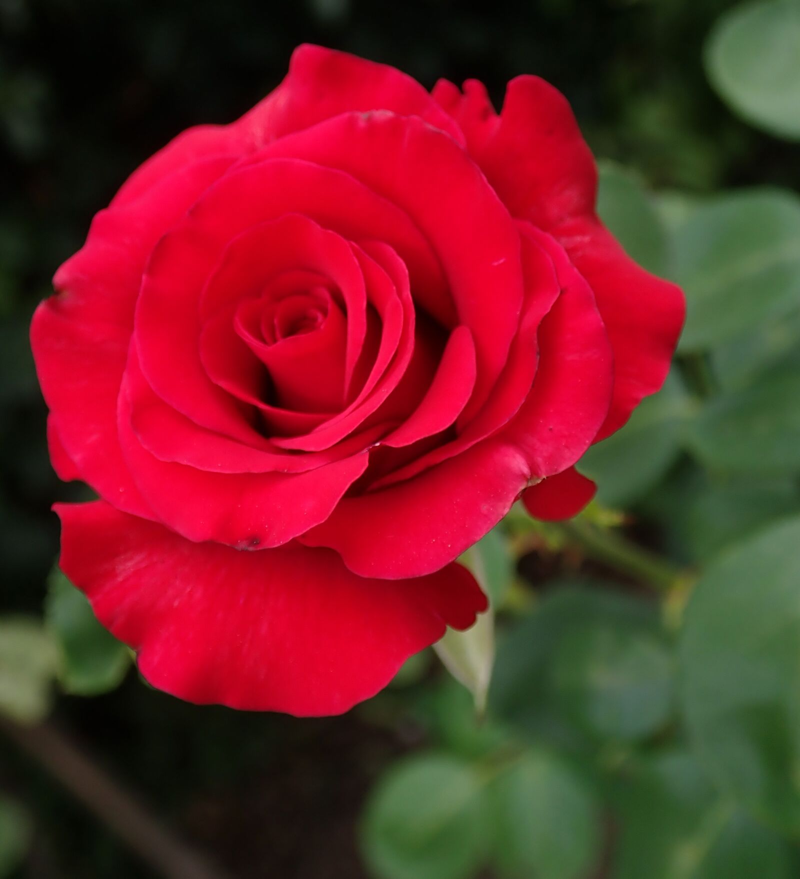 Olympus TG-5 sample photo. Flower, red, rose photography