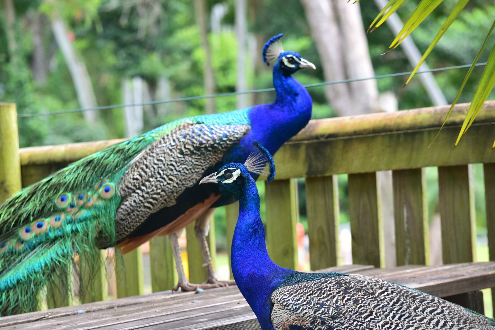 Nikon D3300 sample photo. Peacock, zoo, bird photography