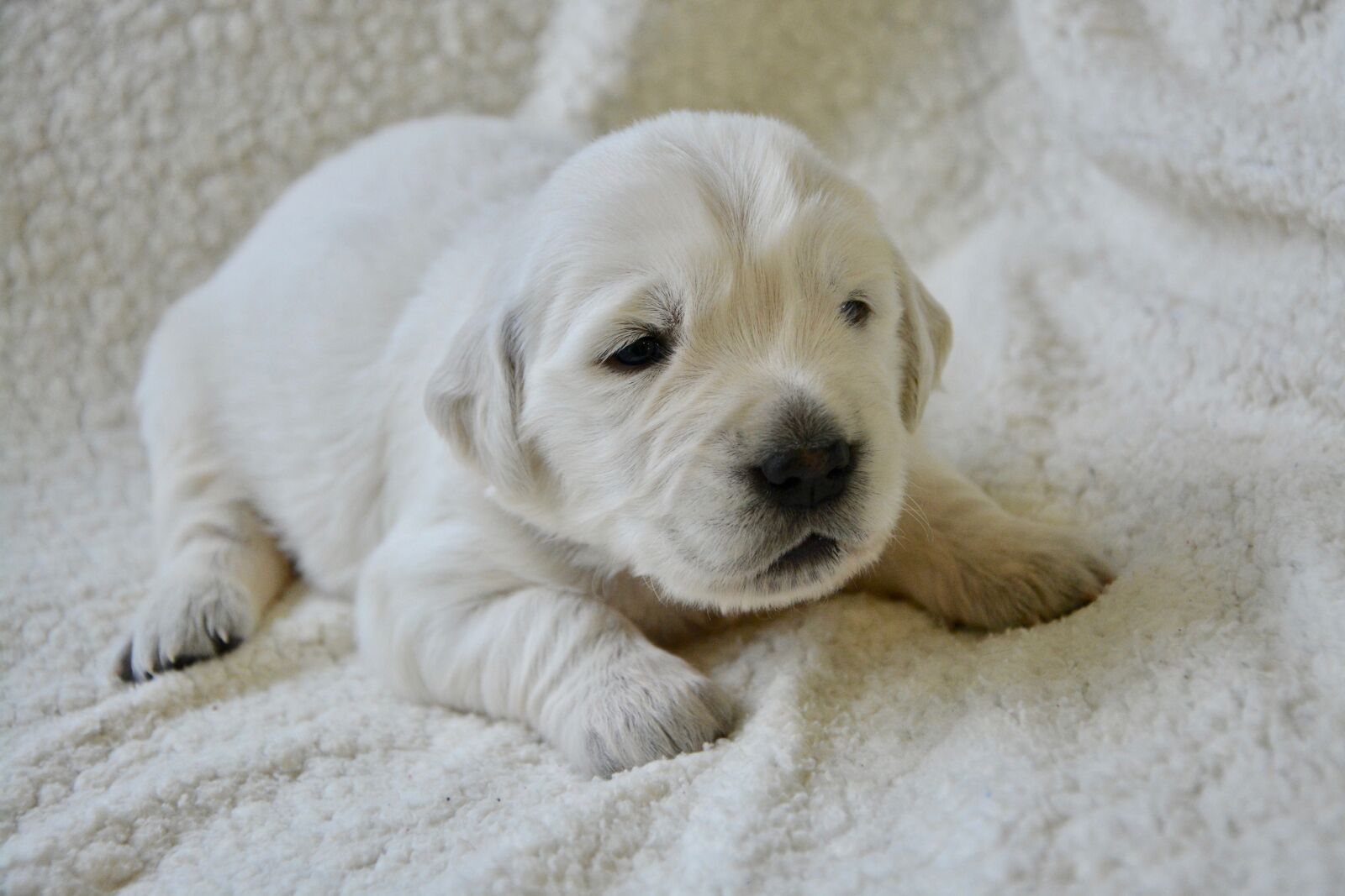 Nikon D5200 sample photo. Golden retriever puppy, pup photography