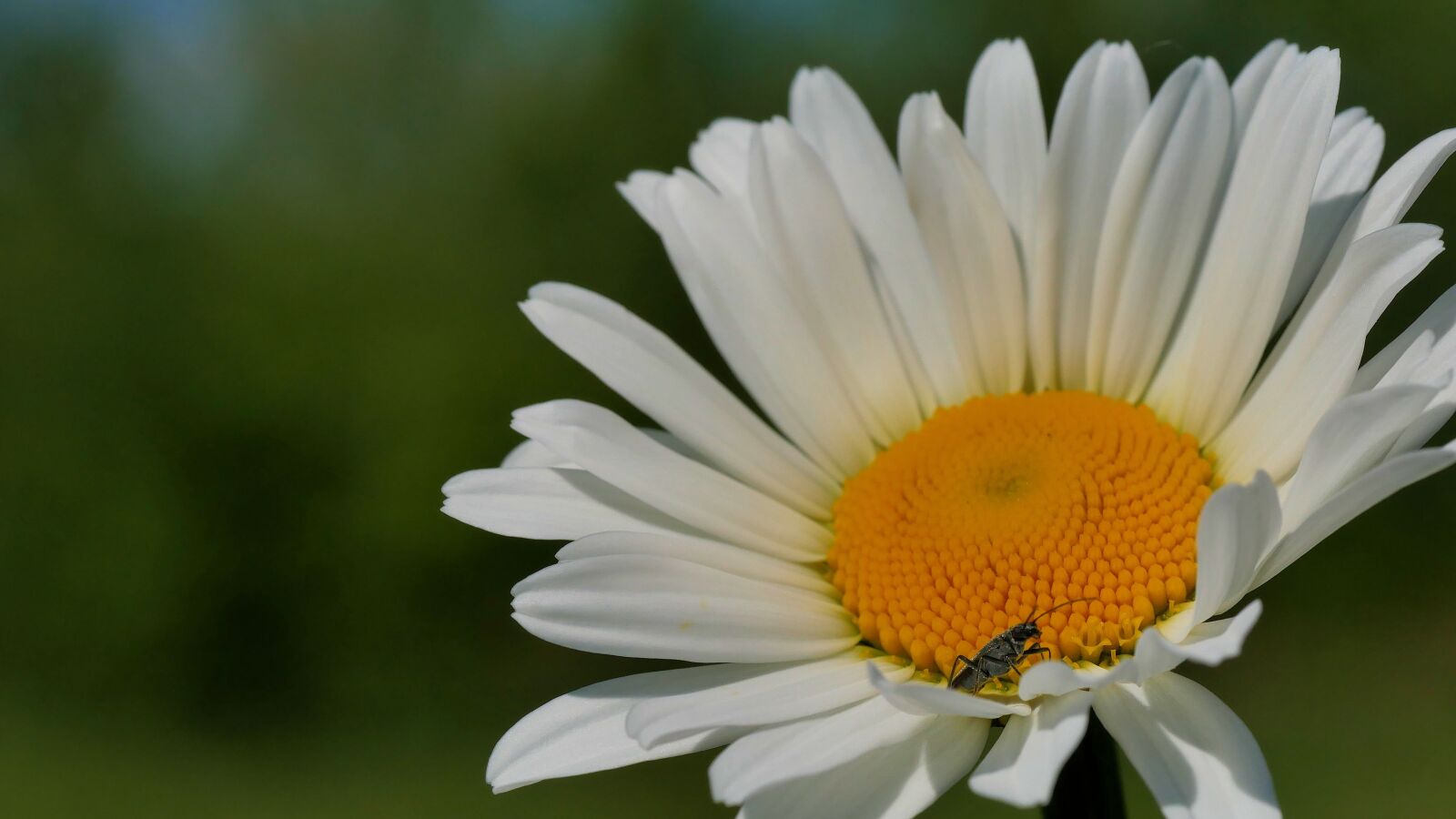 Panasonic Lumix DMC-G85 (Lumix DMC-G80) sample photo. Margriet, flower, flora photography