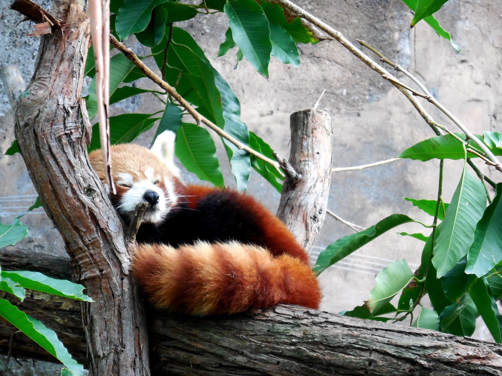 Nikon Coolpix S6500 sample photo. Red panda, cute red photography