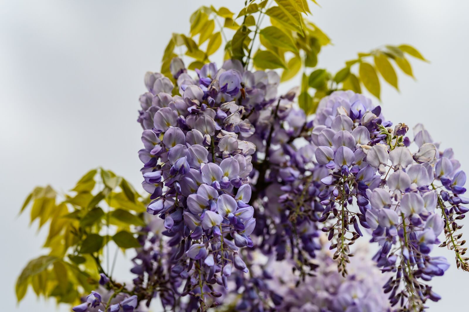 Nikon Z6 sample photo. Blue rain, flower, garden photography