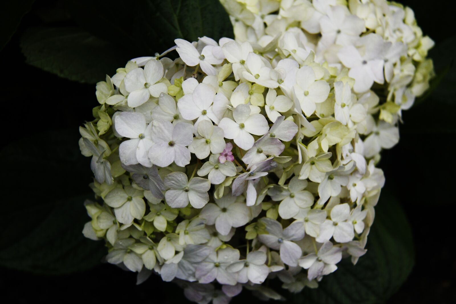 Canon EF-S 18-200mm F3.5-5.6 IS sample photo. Flower, white, dark photography