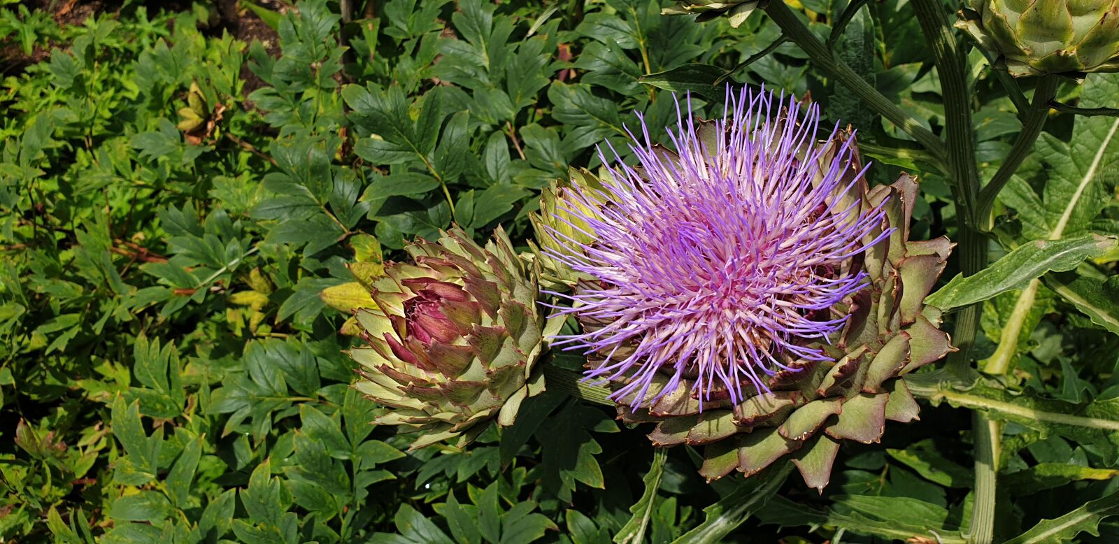 Samsung Galaxy S9 sample photo. Artichoke, blossom, bloom photography