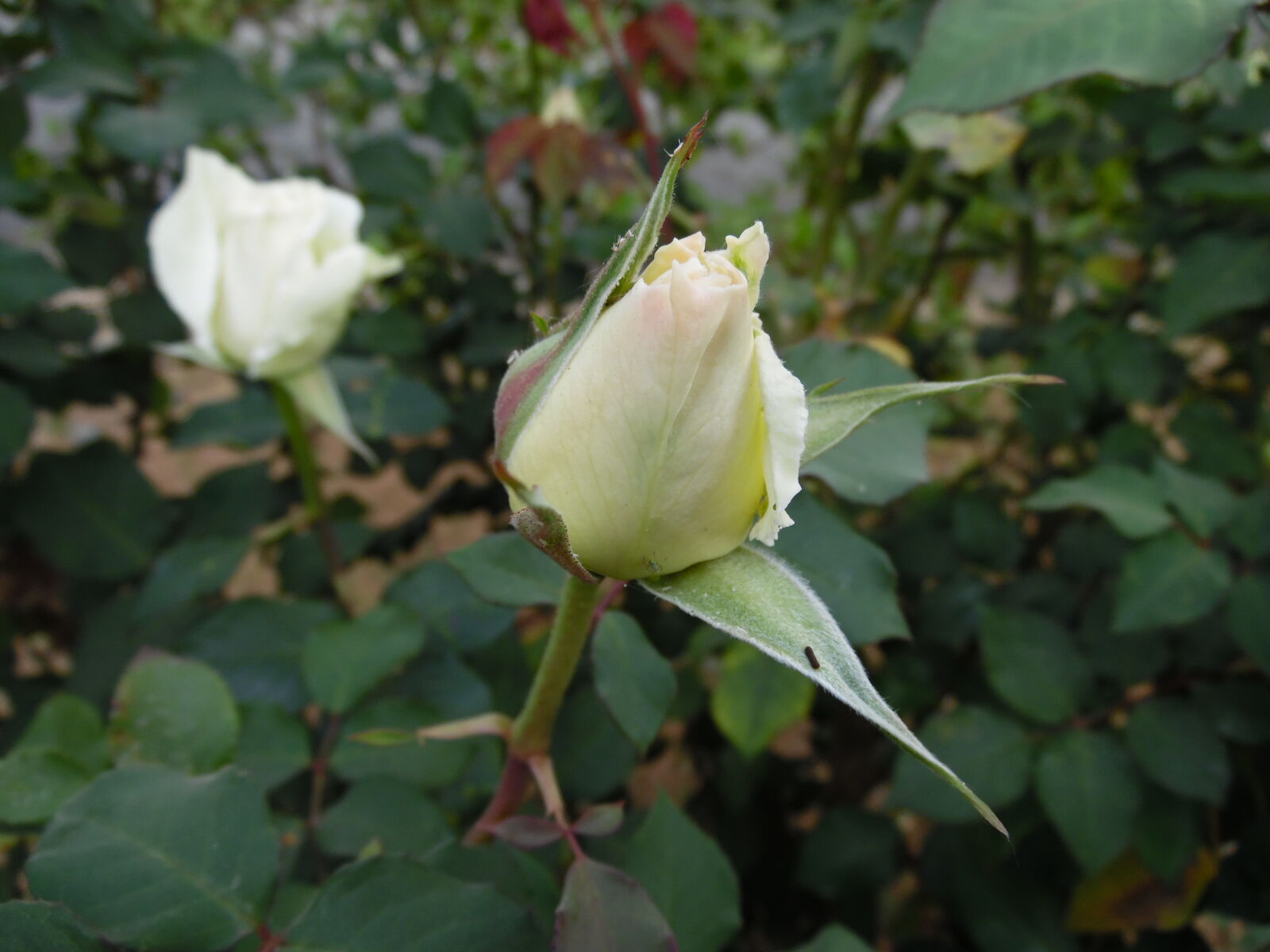 Samsung WB1100F/WB1101F/WB1102F sample photo