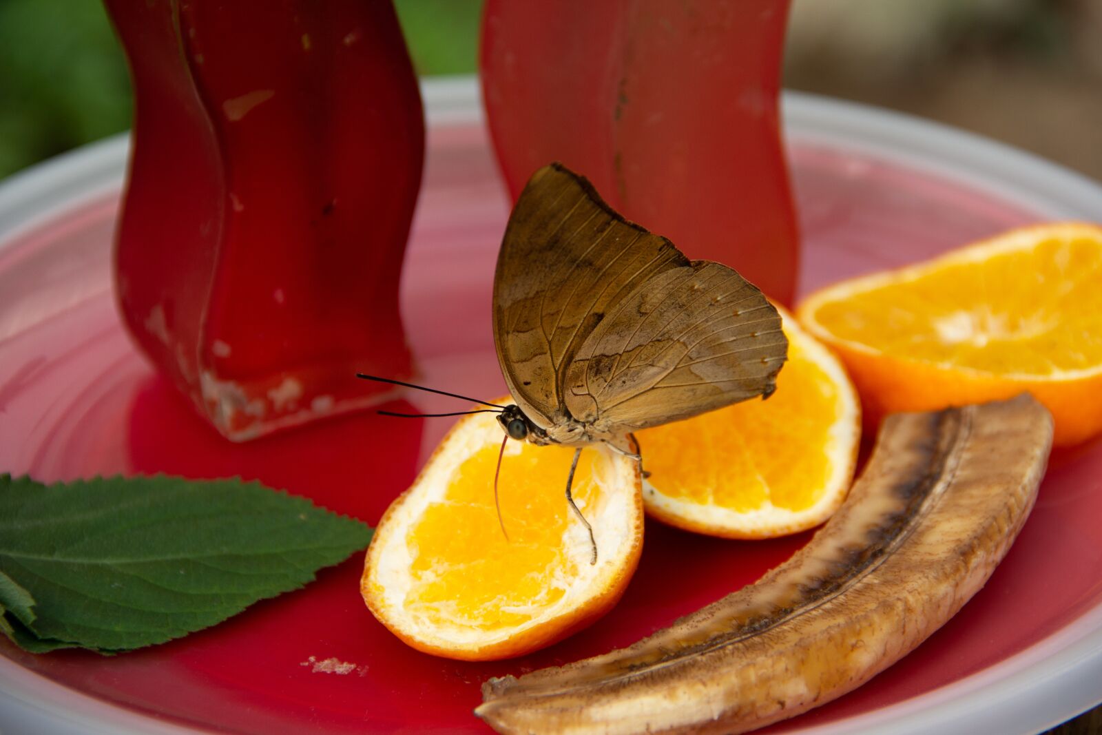 Canon EOS 60D sample photo. Butterfly, butterflies, insect photography