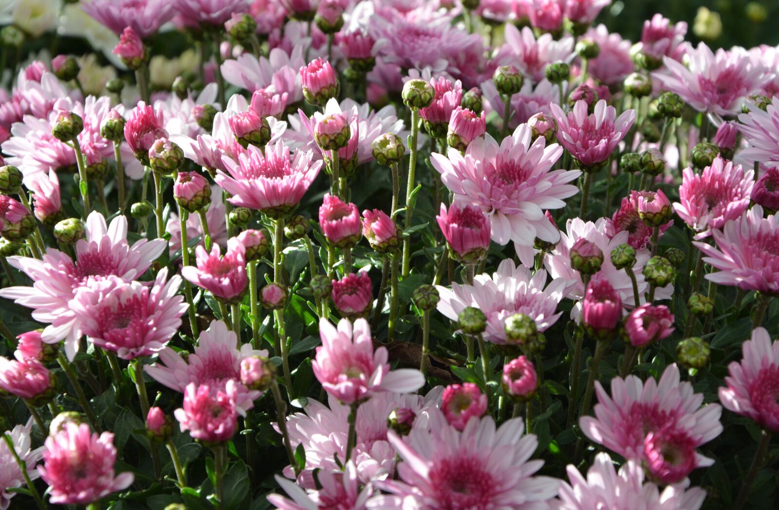 Nikon D5200 sample photo. Mums, flowers, colors photography